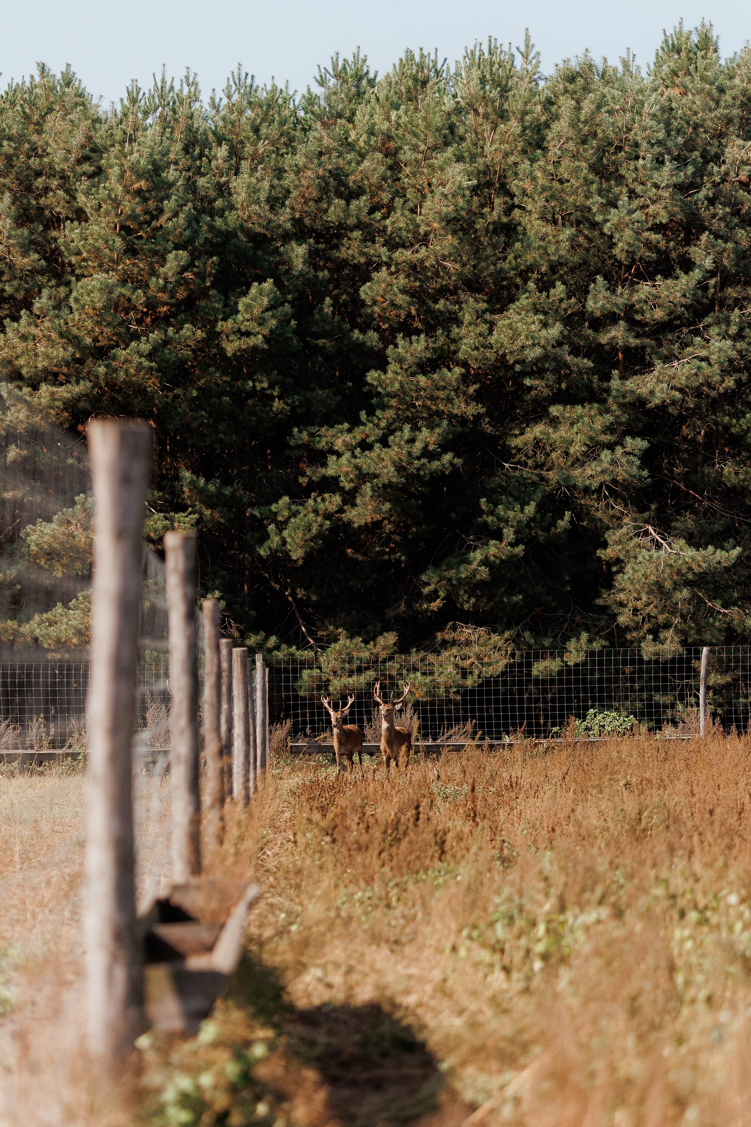 Екопарк Аміла. Ірина Терещук