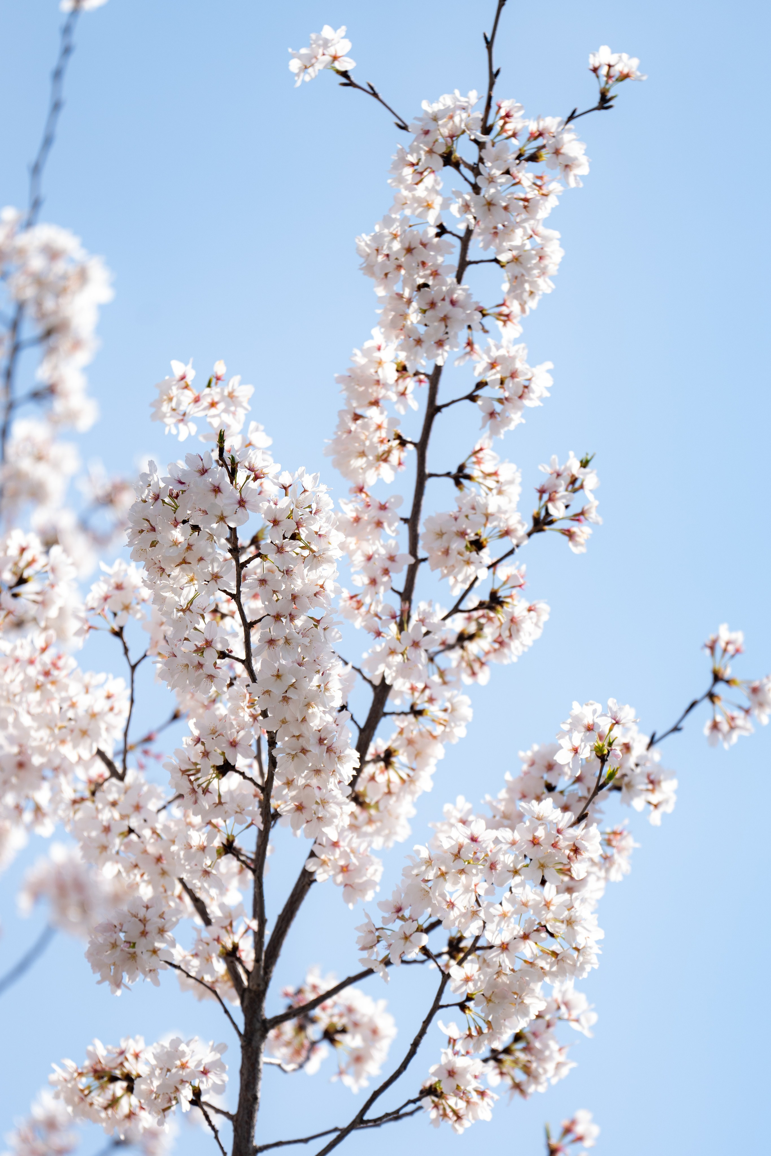 Весенний вайб Ташкента. Георгий Намазов | Фотограф в Ташкенте