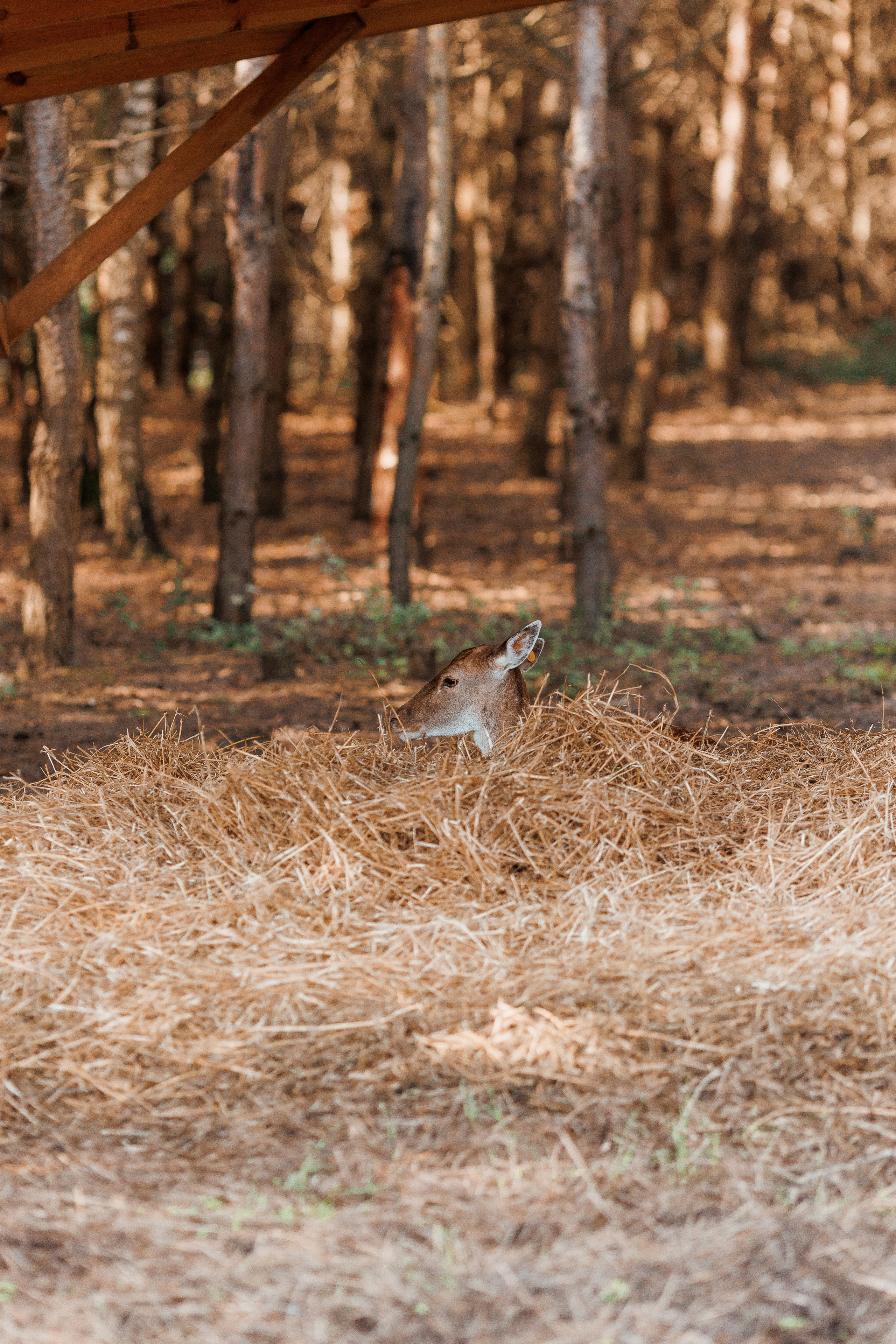 Екопарк Аміла. Ірина Терещук