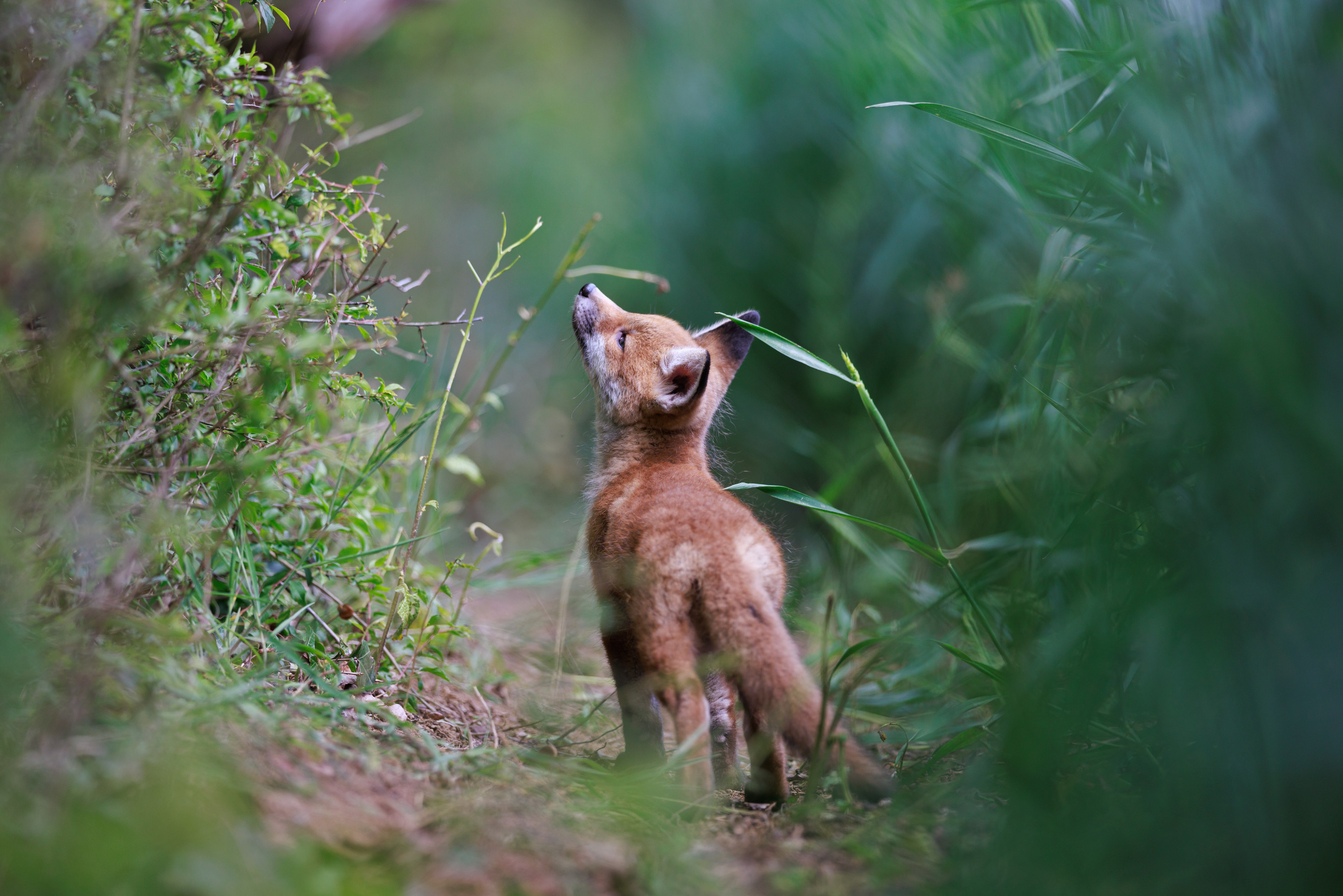 WILD NATURE. Elena Chistova