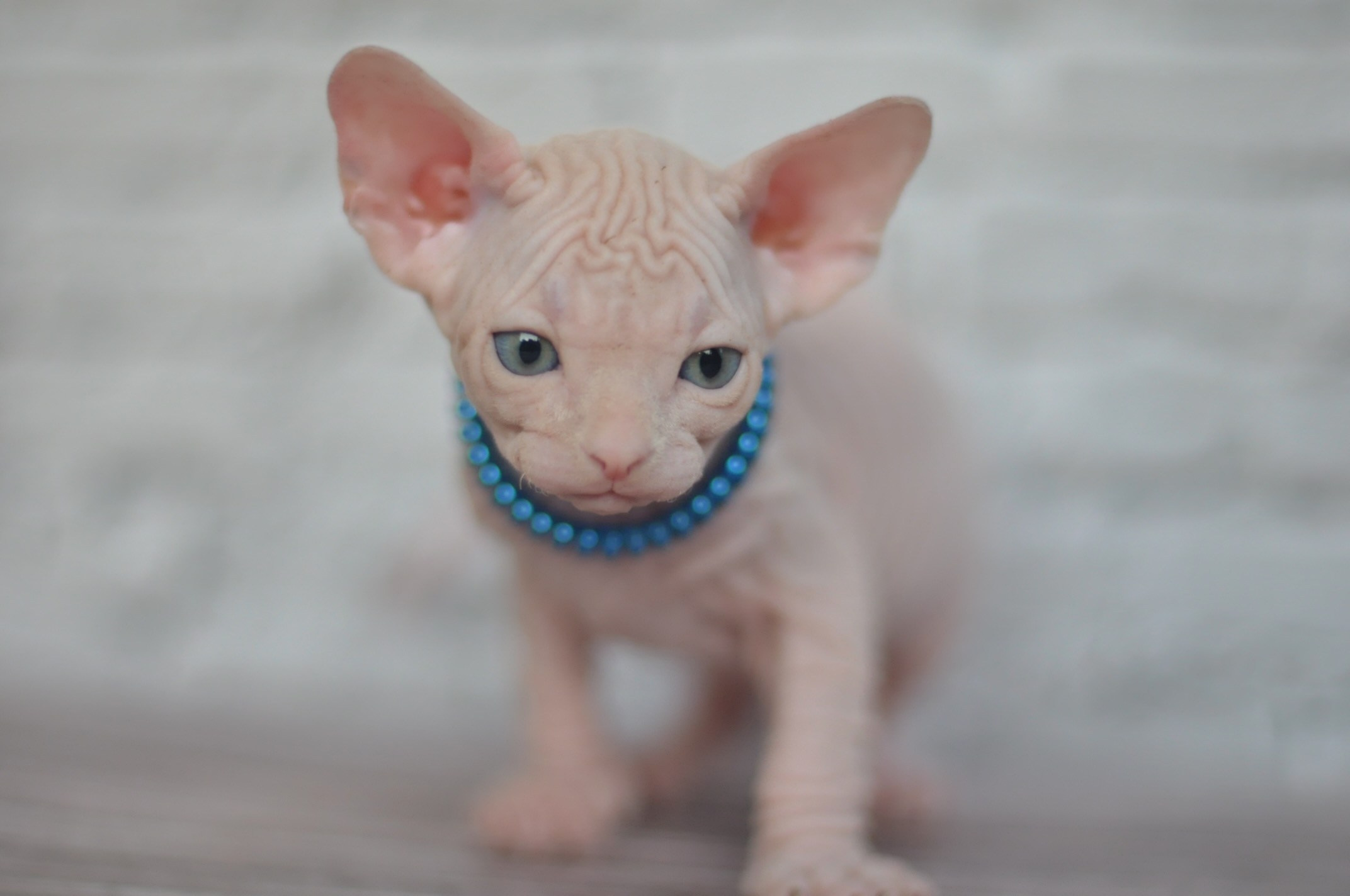 A cattery of Canadian Sphynx breed, located in Limassol, Cyprus