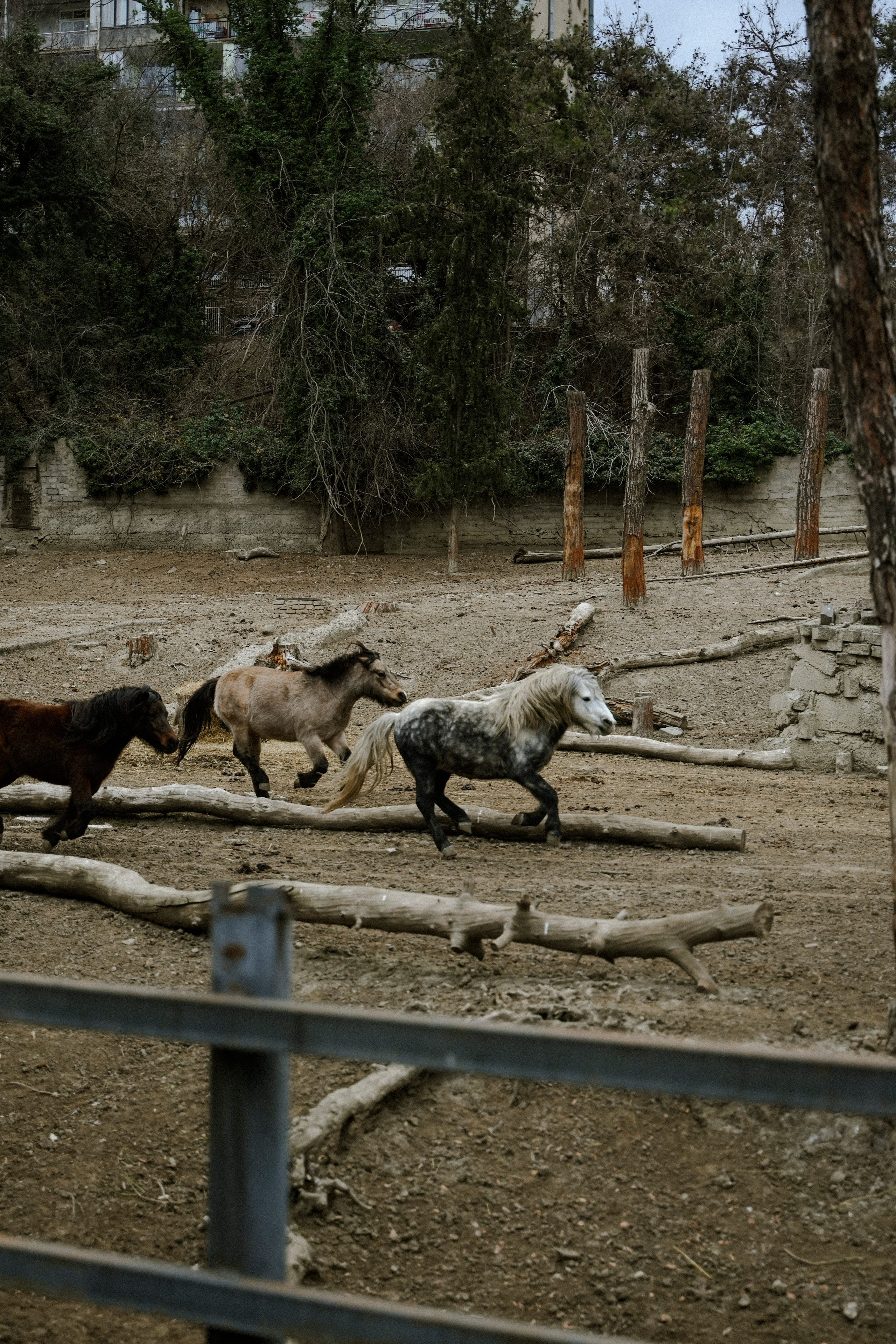 ТБИЛИСИ 2023-2024. Стрит-фотография, полная абсурда, идиотизма и красоты