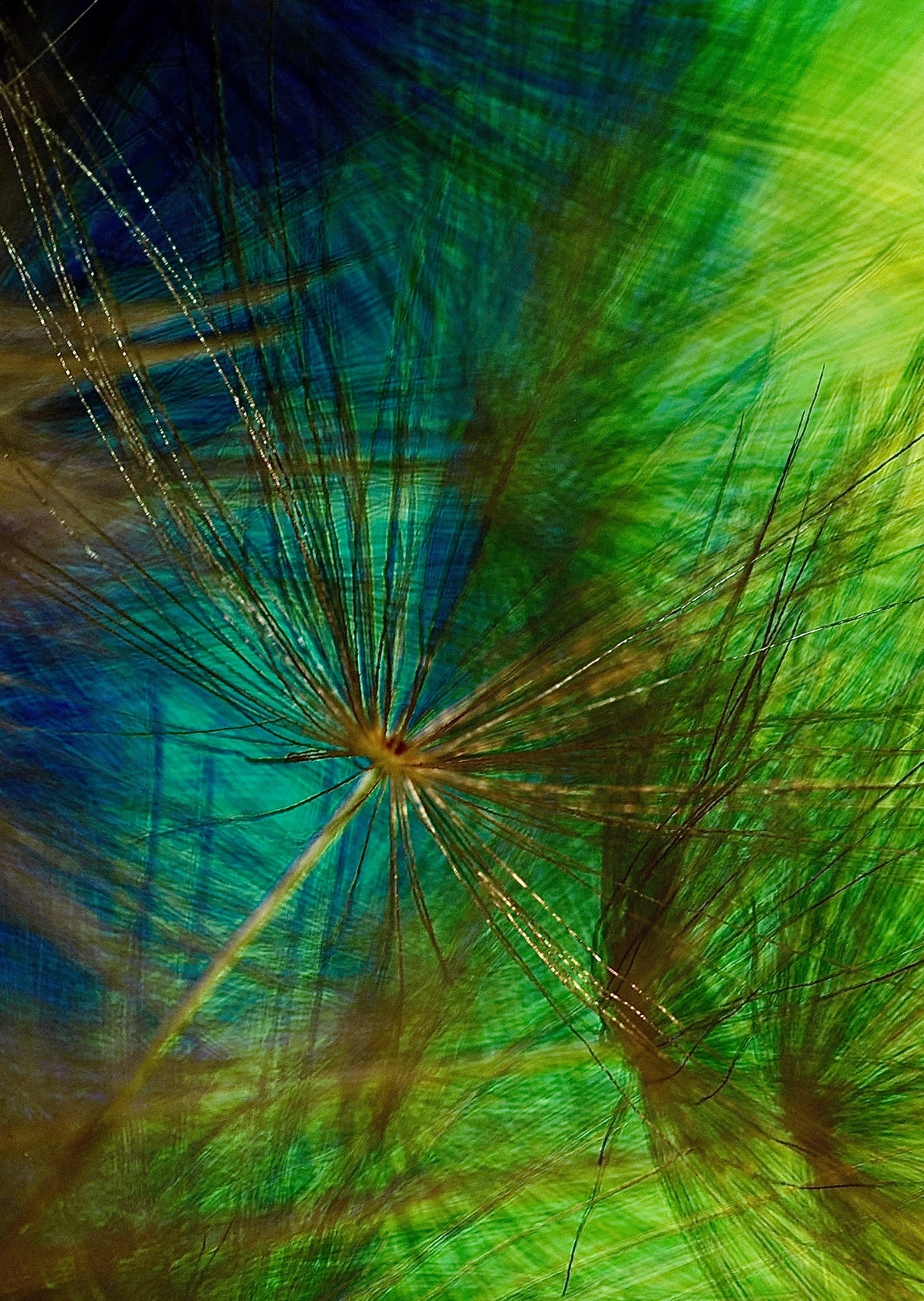 Portfolio. Bev bingham macro photographic artist