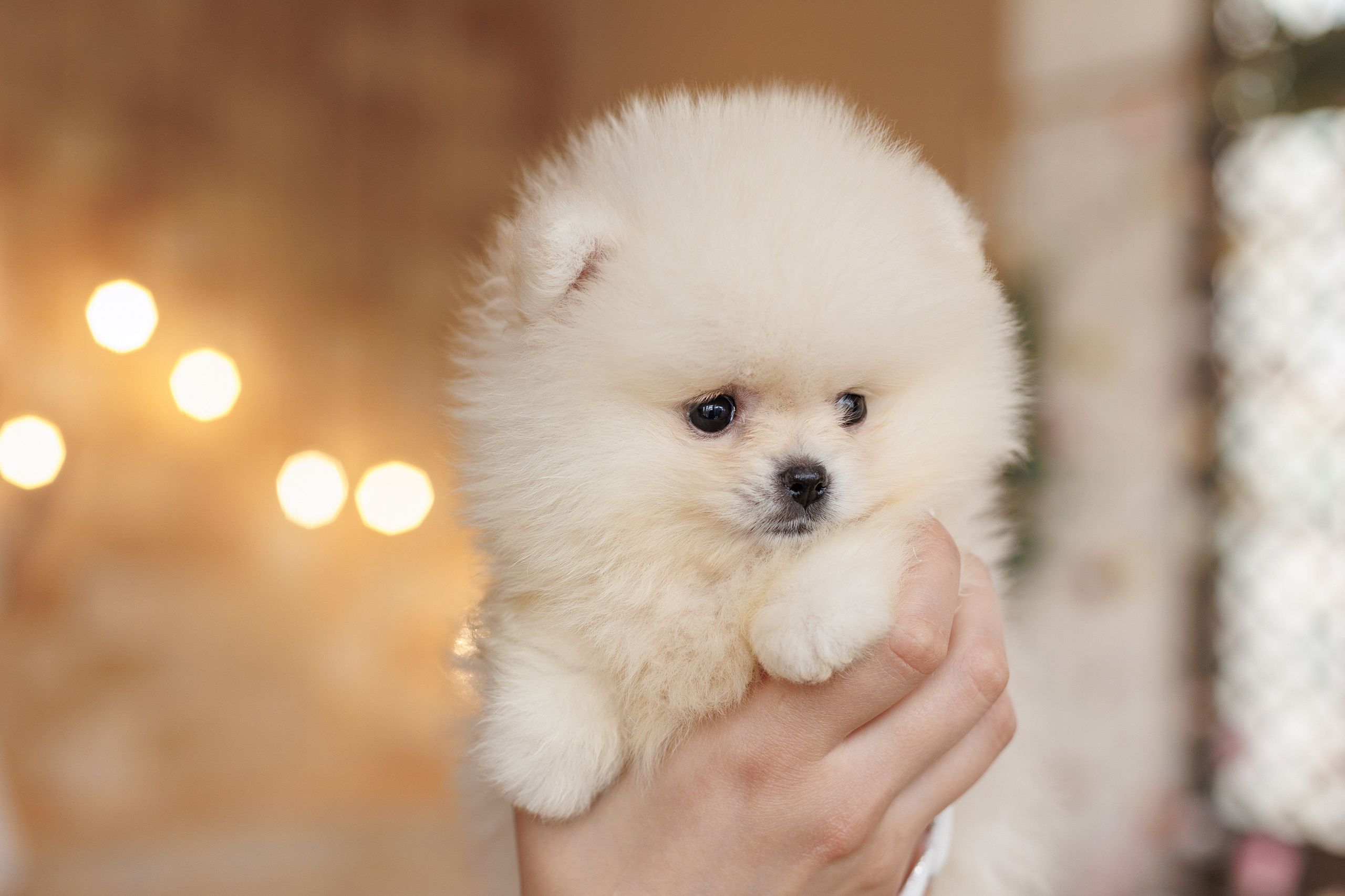 Pomeranian puppies. Семейный фотограф в Кишинёве Пулькина Ольга