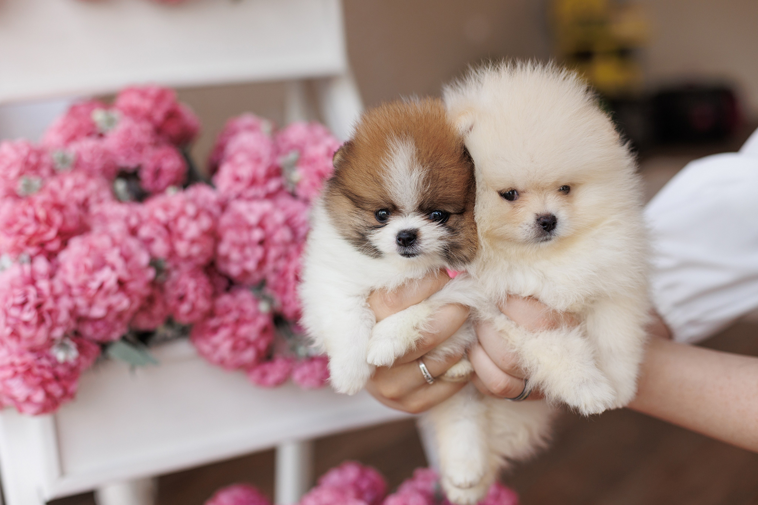 Pomeranian puppies. Семейный фотограф в Кишинёве Пулькина Ольга