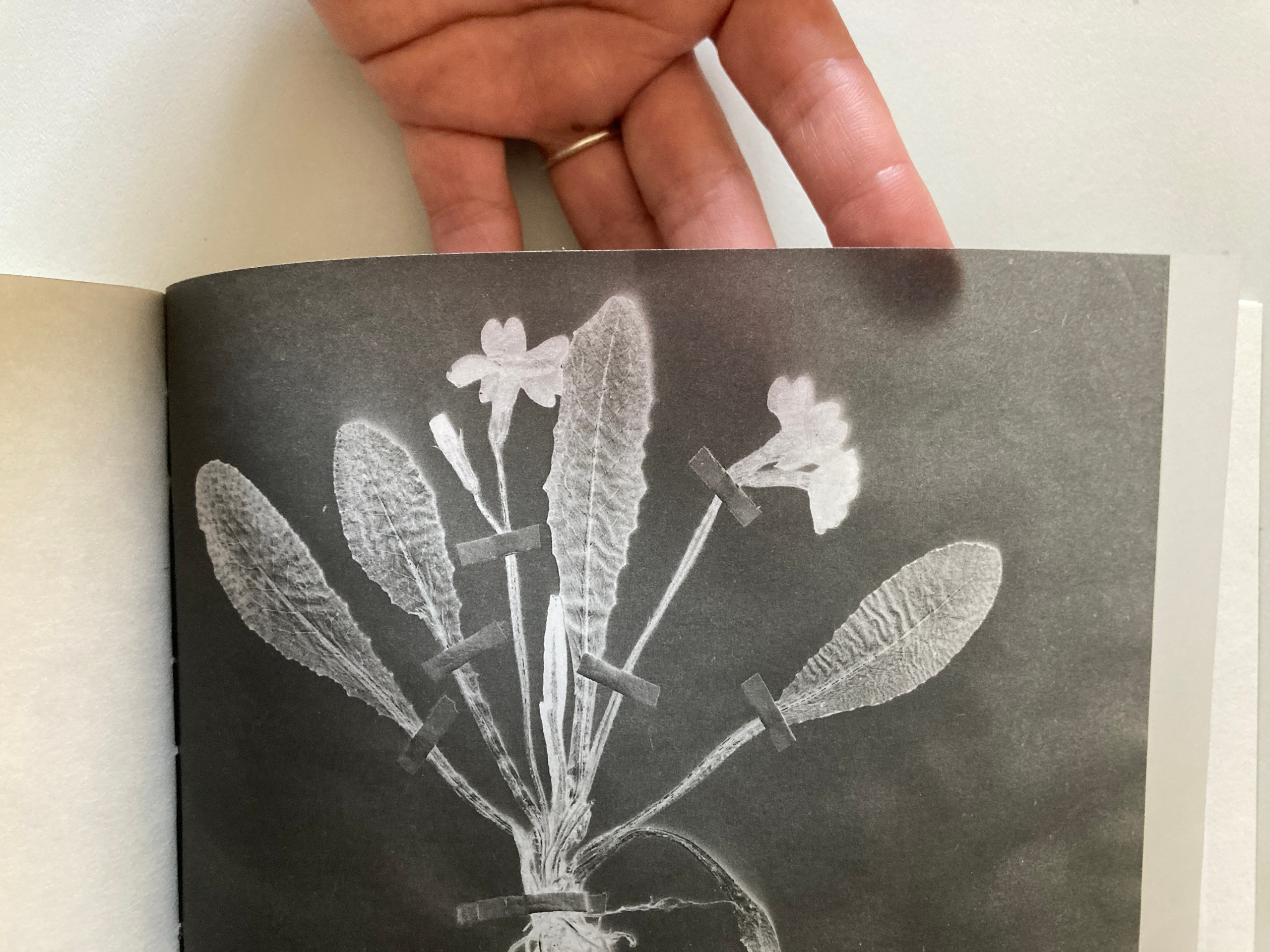 The Garden of Earthly Delights. Sveta Kaverina