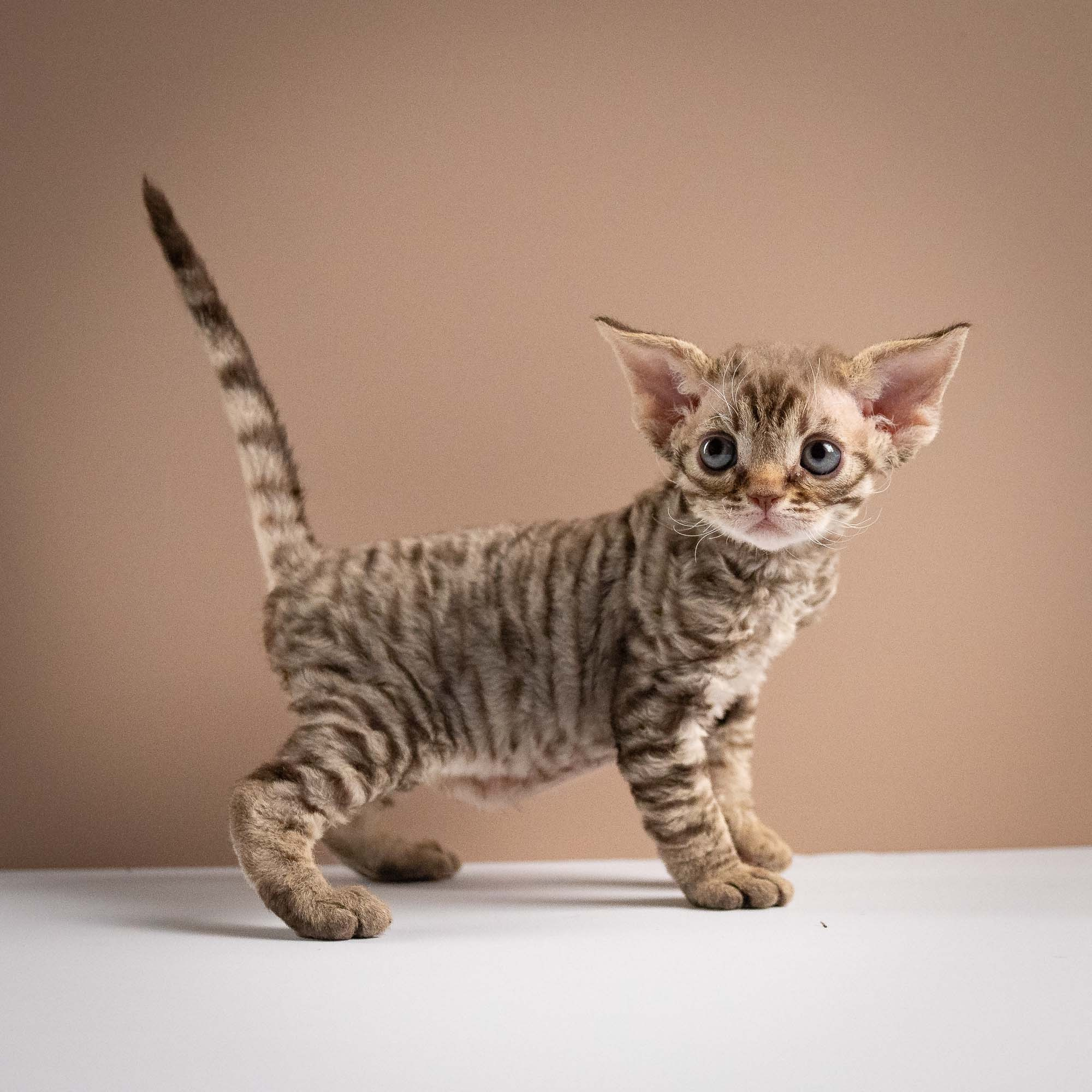 Ostap, boy, born 02.08.26. Devon Rex Pixie Cattery