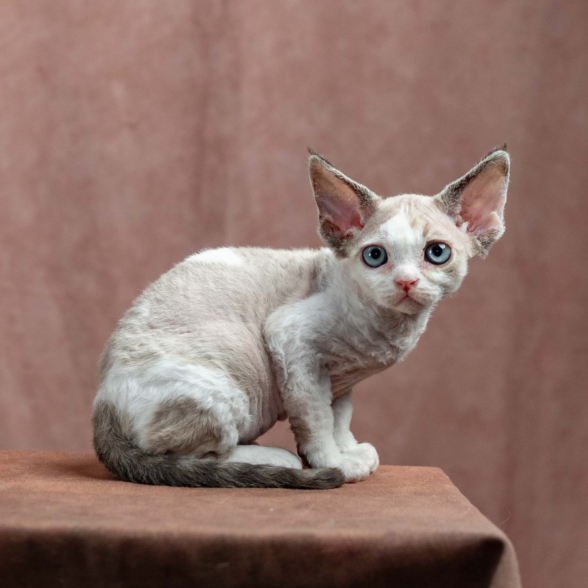 Frodo, boy, born on 01.01.25. Devon Rex Pixie Cattery
