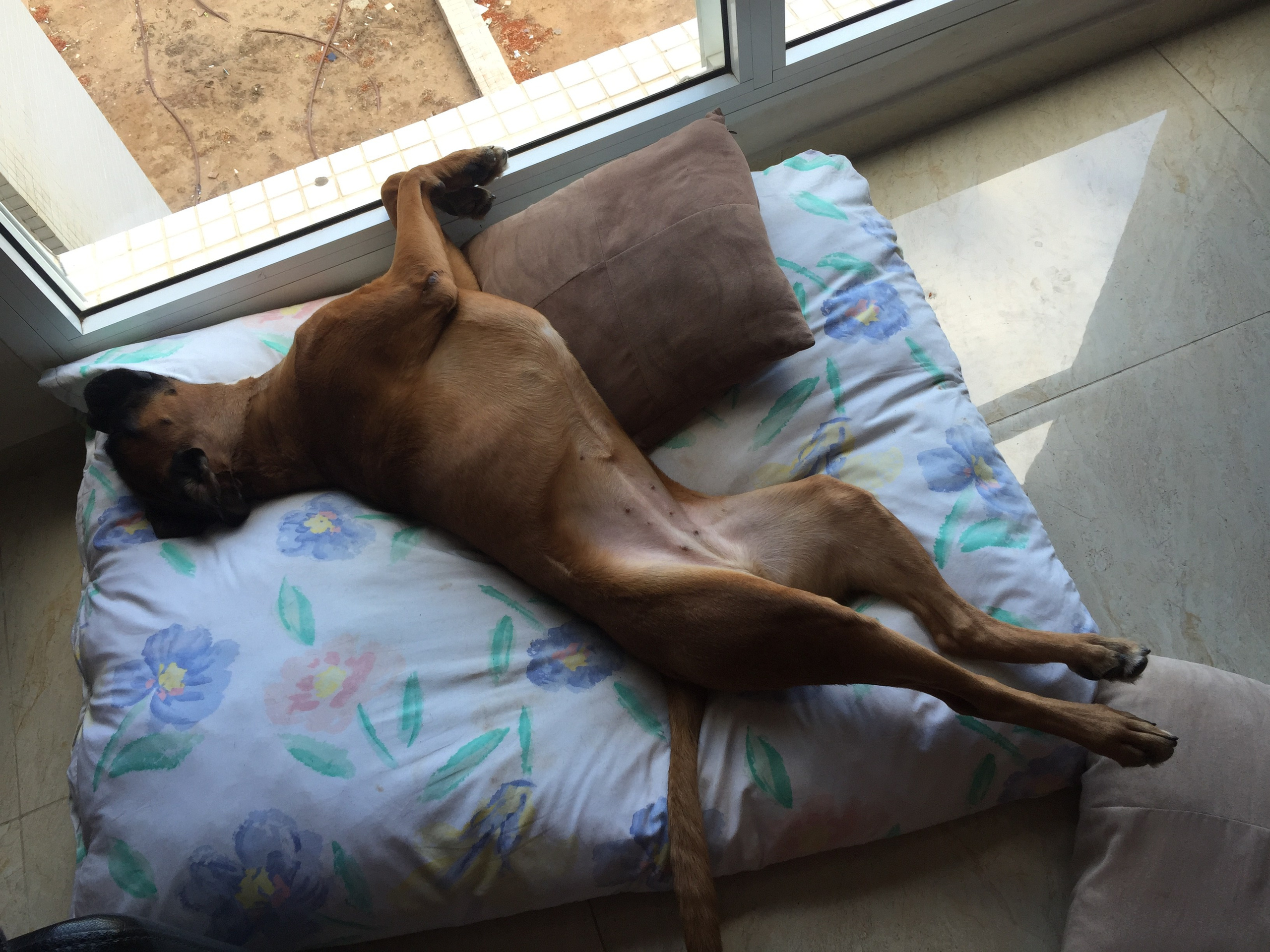 My Star - My Boxer Dog