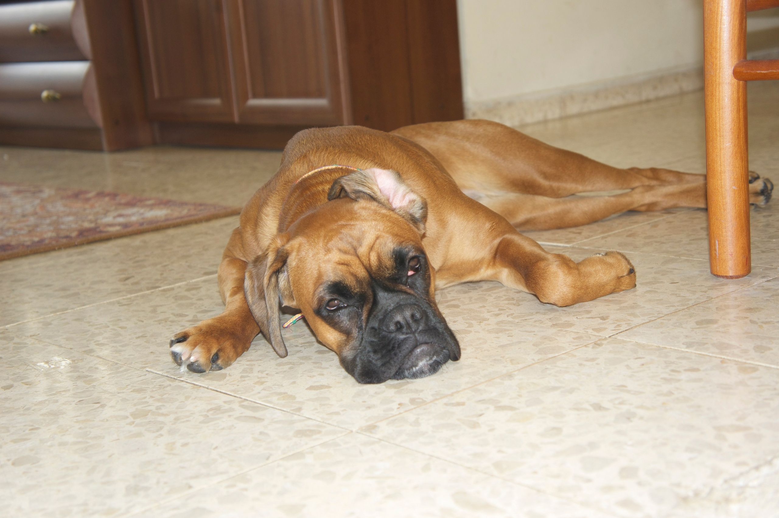 My ״Star״ Boxer Dog