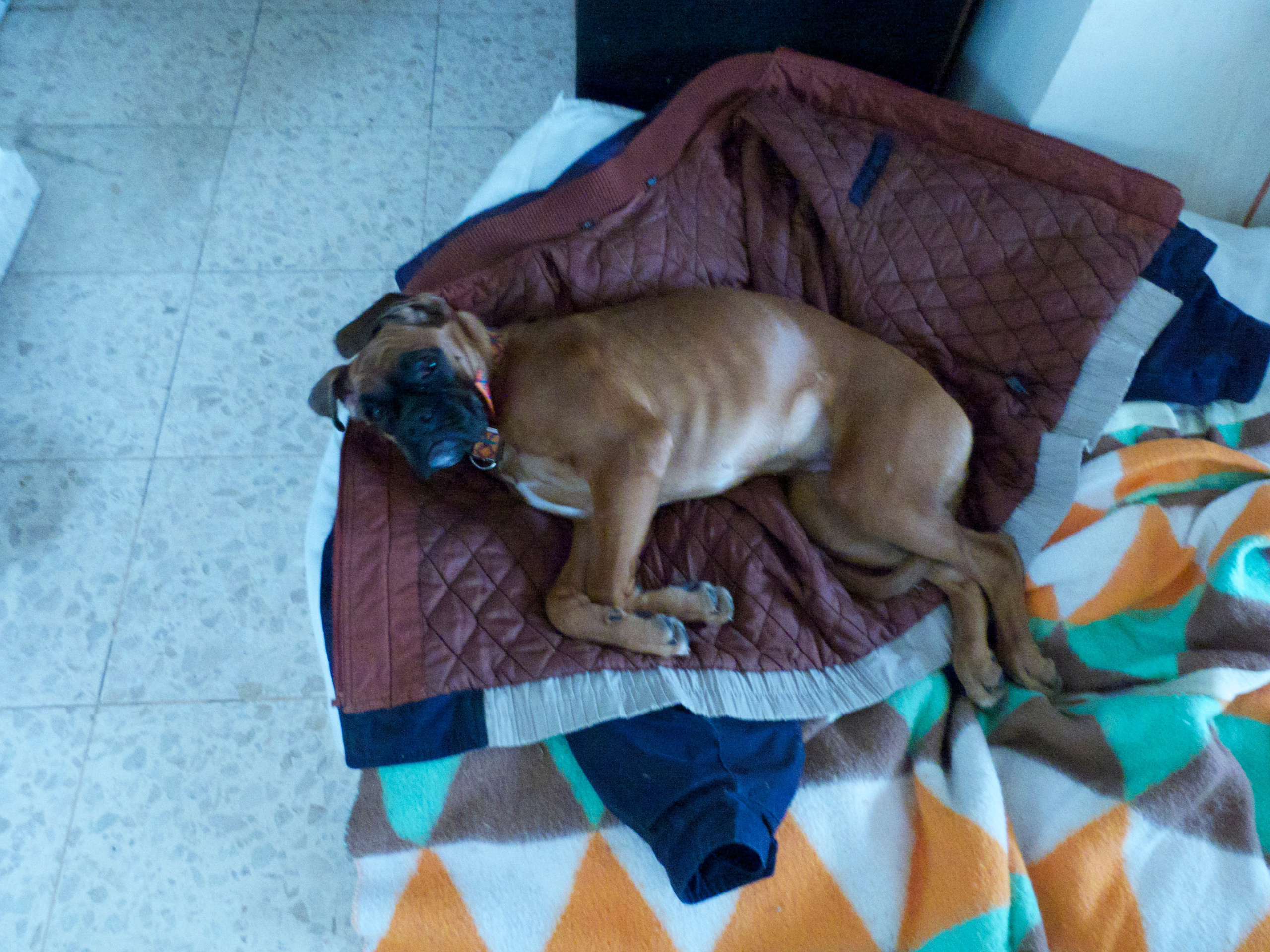 My ״Star״ Boxer Dog