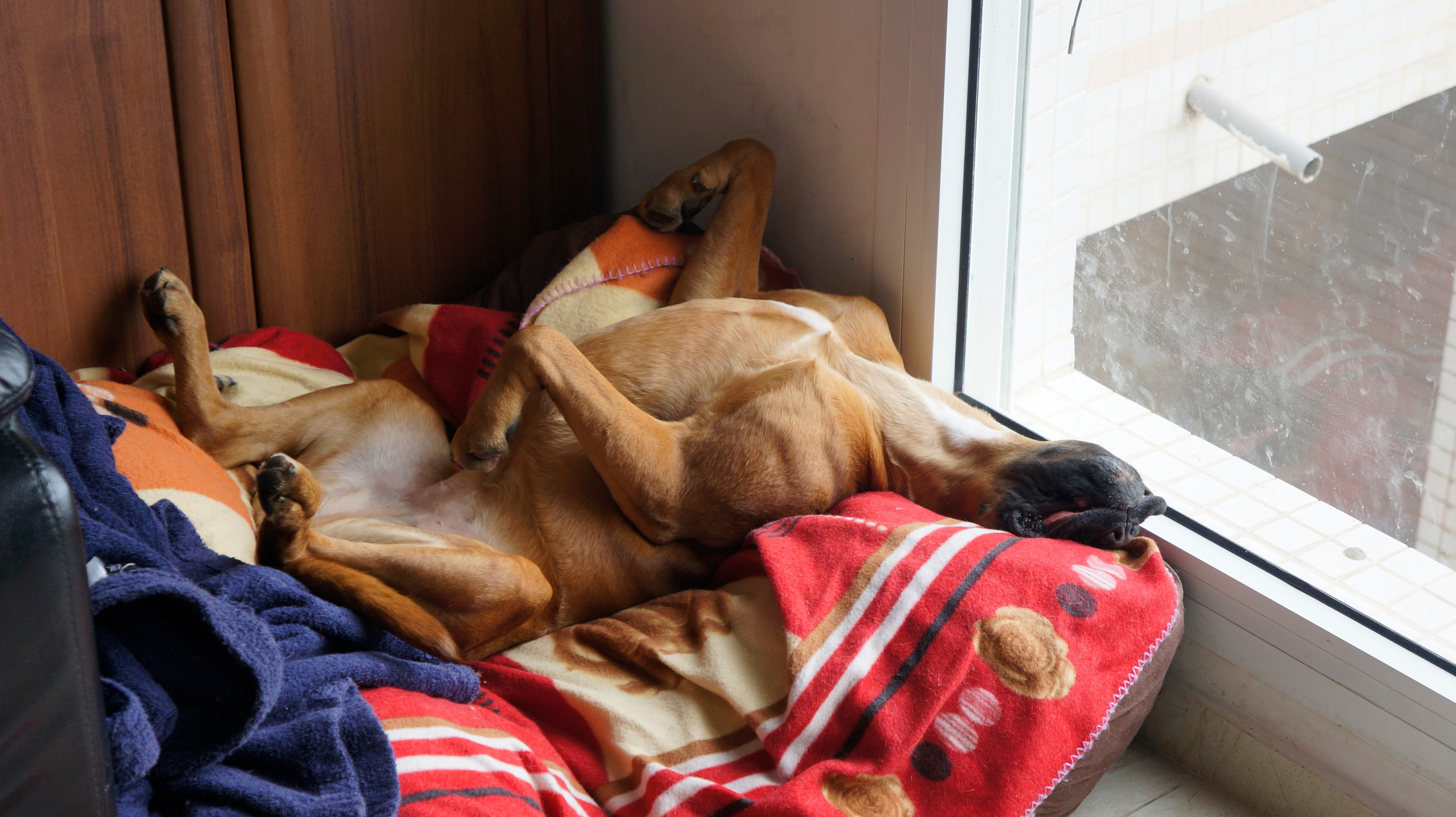 My ״Star״ Boxer Dog