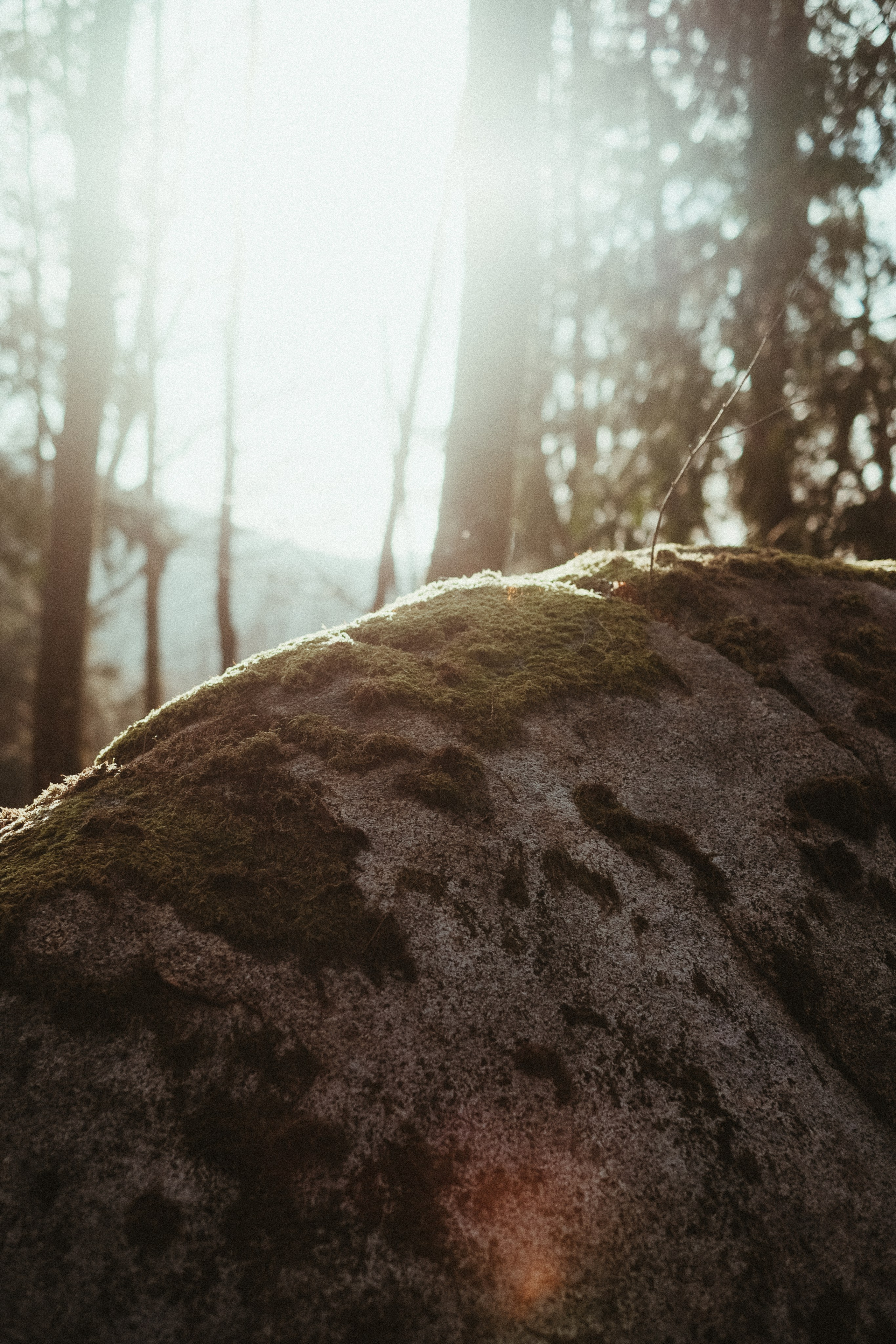 Forest engagement session location in Portugal with moss and natural light