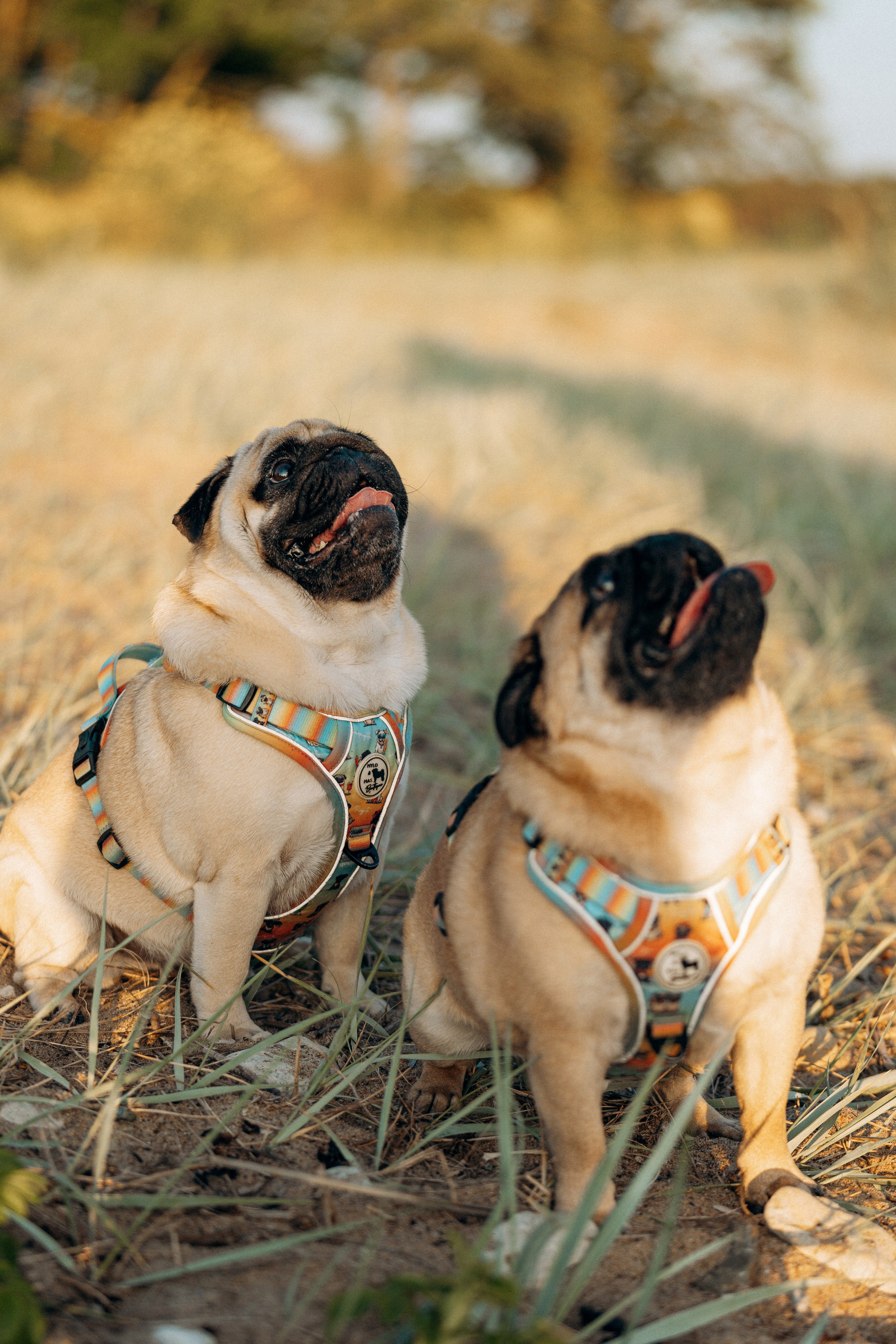 Frank, Tony, Katerina & Lev. Kat Laisaar — Pet photographer in Tallinn