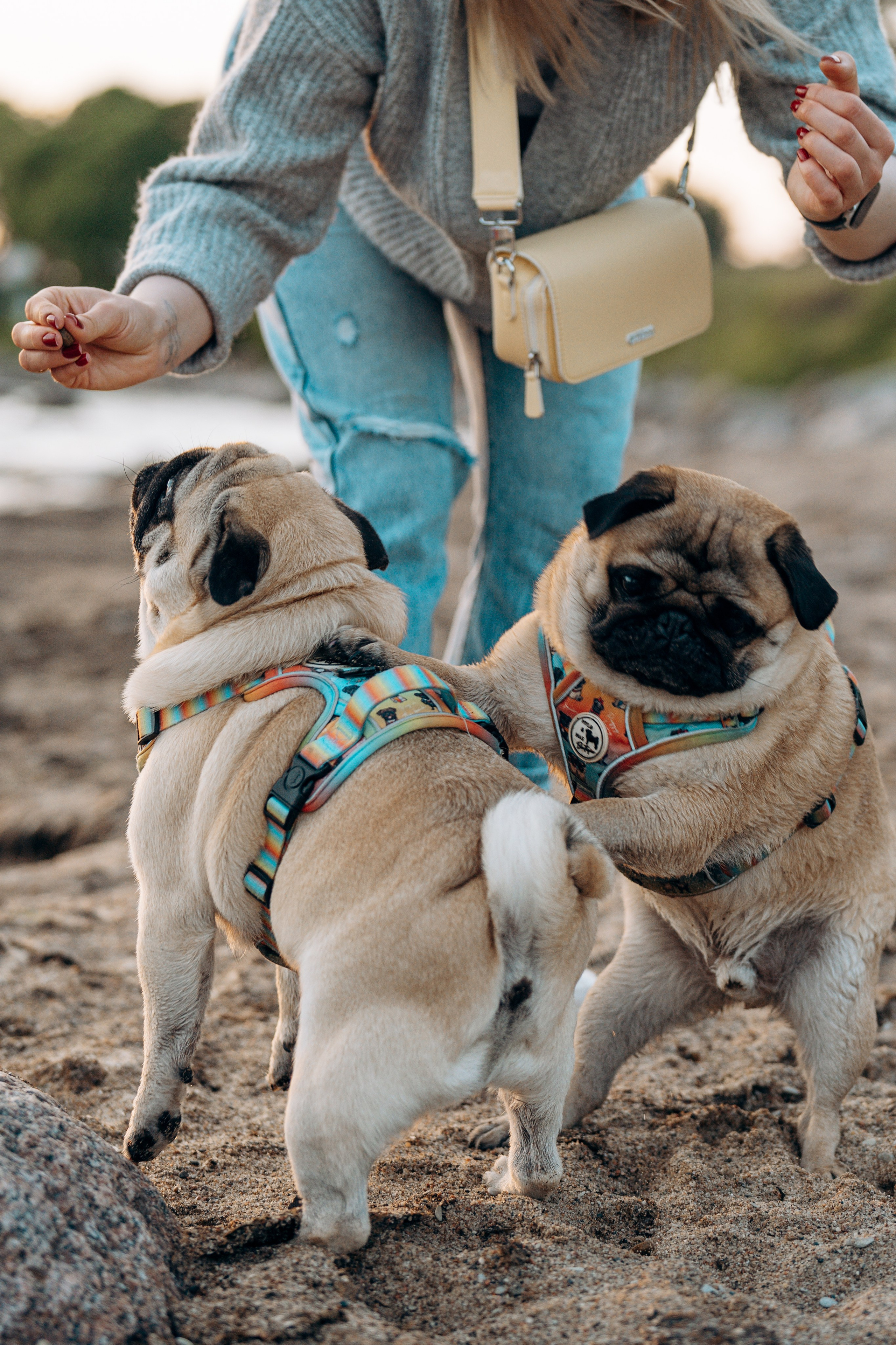 Frank, Tony, Katerina & Lev. Kat Laisaar — Pet photographer in Tallinn