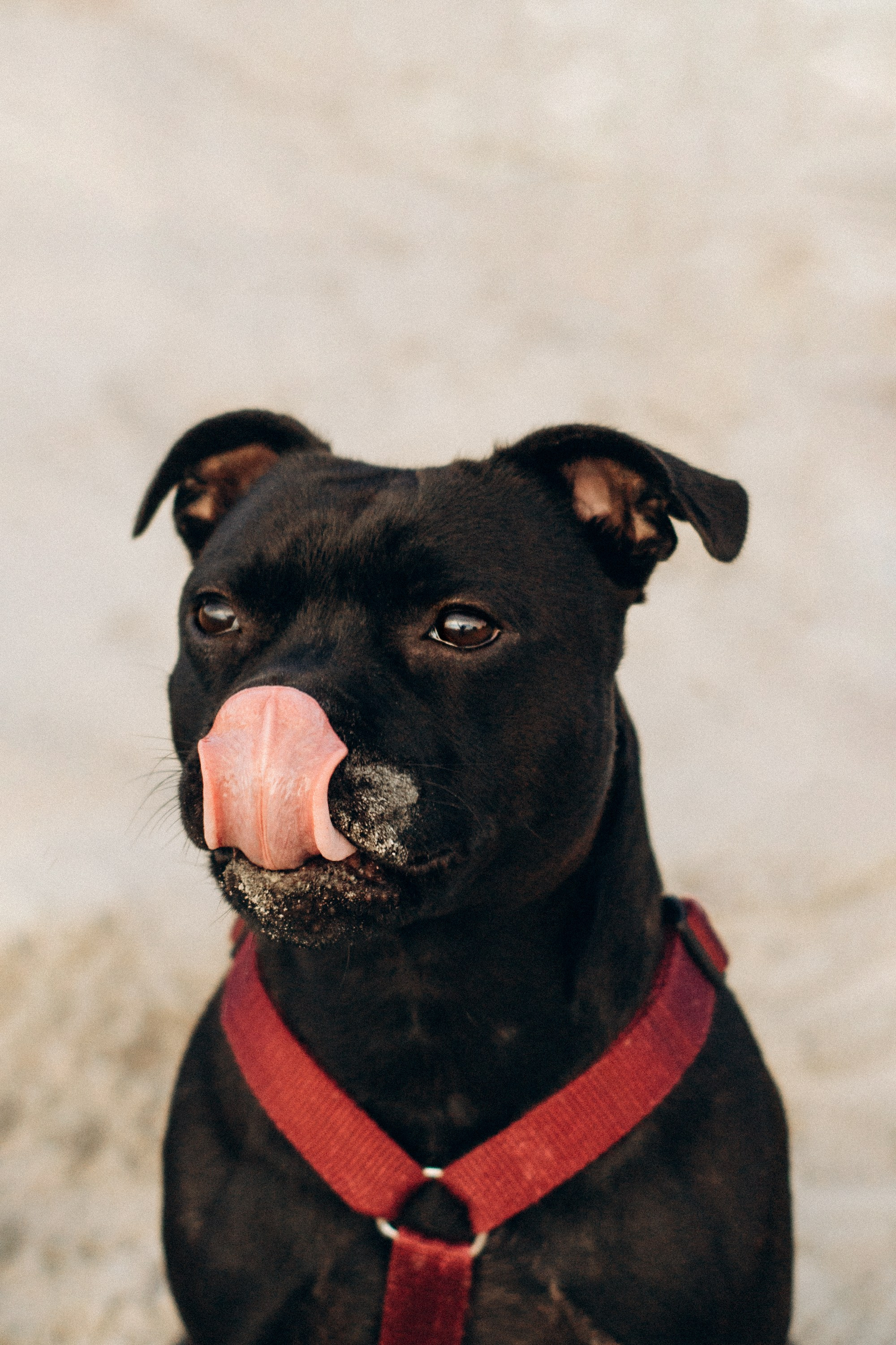 Severa and Barracuda, Staffordshire Bull Terriers. Kat Laisaar — Pet photographer in Tallinn