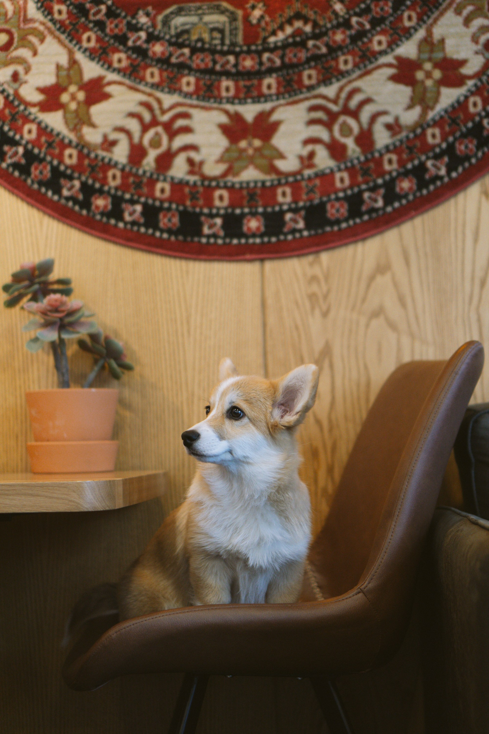 Anastasia and her Ada, Pembroke Welsh Corgi. Kat Laisaar — Pet photographer in Tallinn