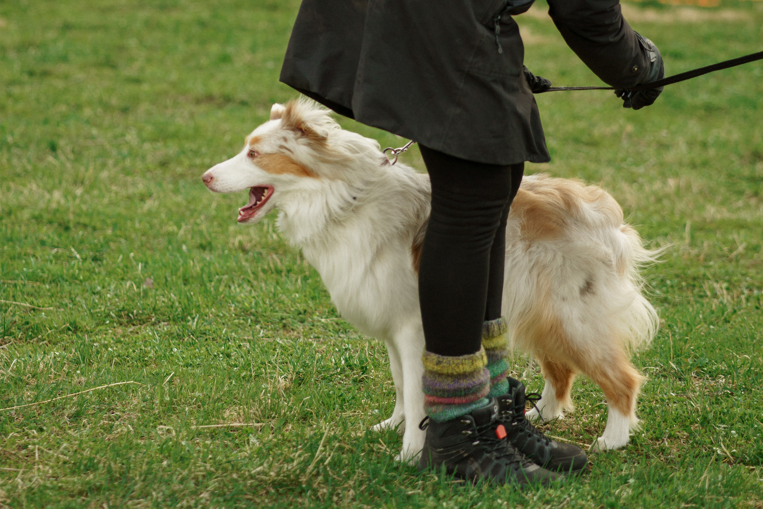 Herding Days, 26 apr. 2025. Kat Laisaar — Pet photographer in Tallinn