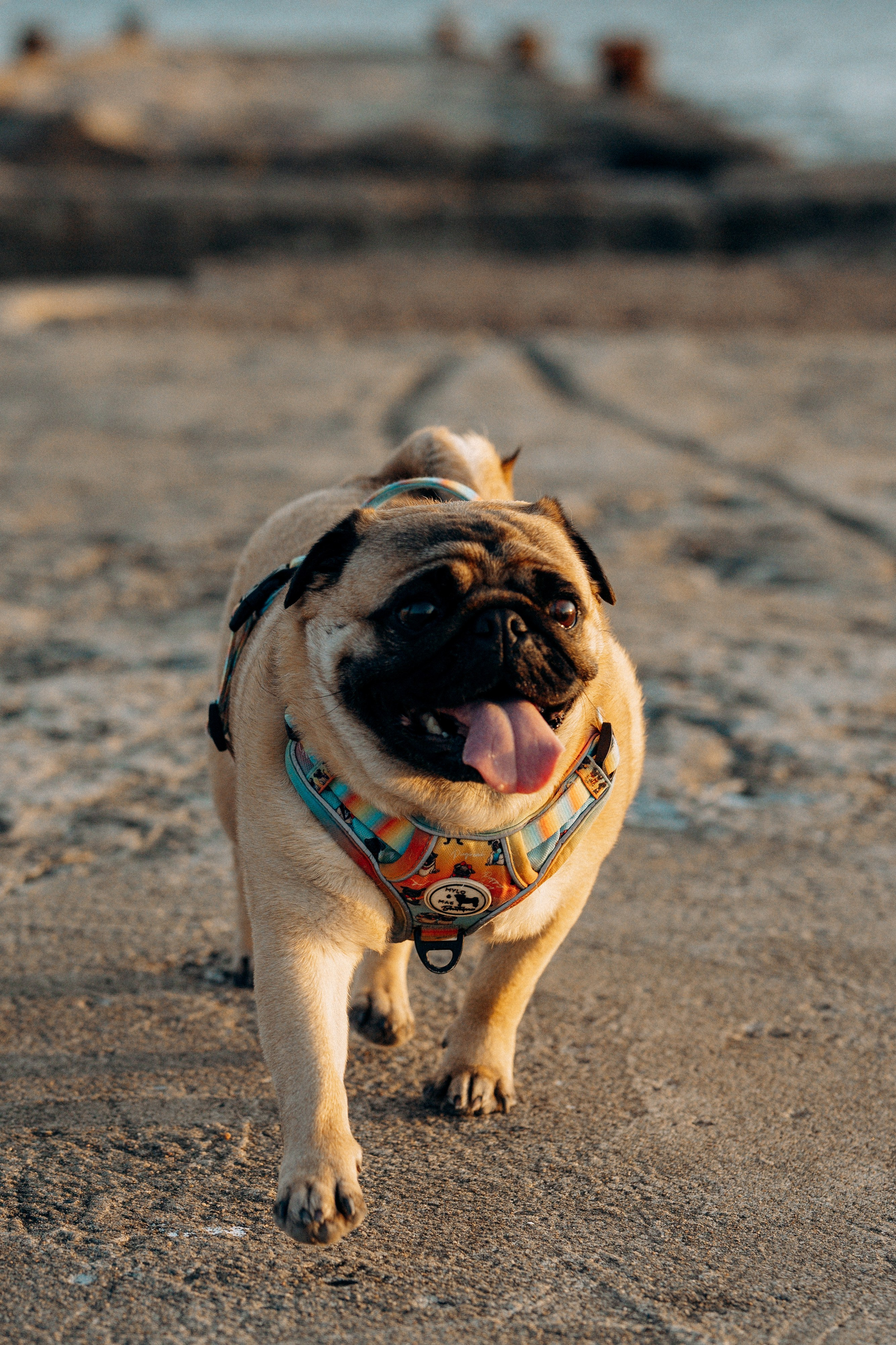 Frank, Tony, Katerina & Lev. Kat Laisaar — Pet photographer in Tallinn