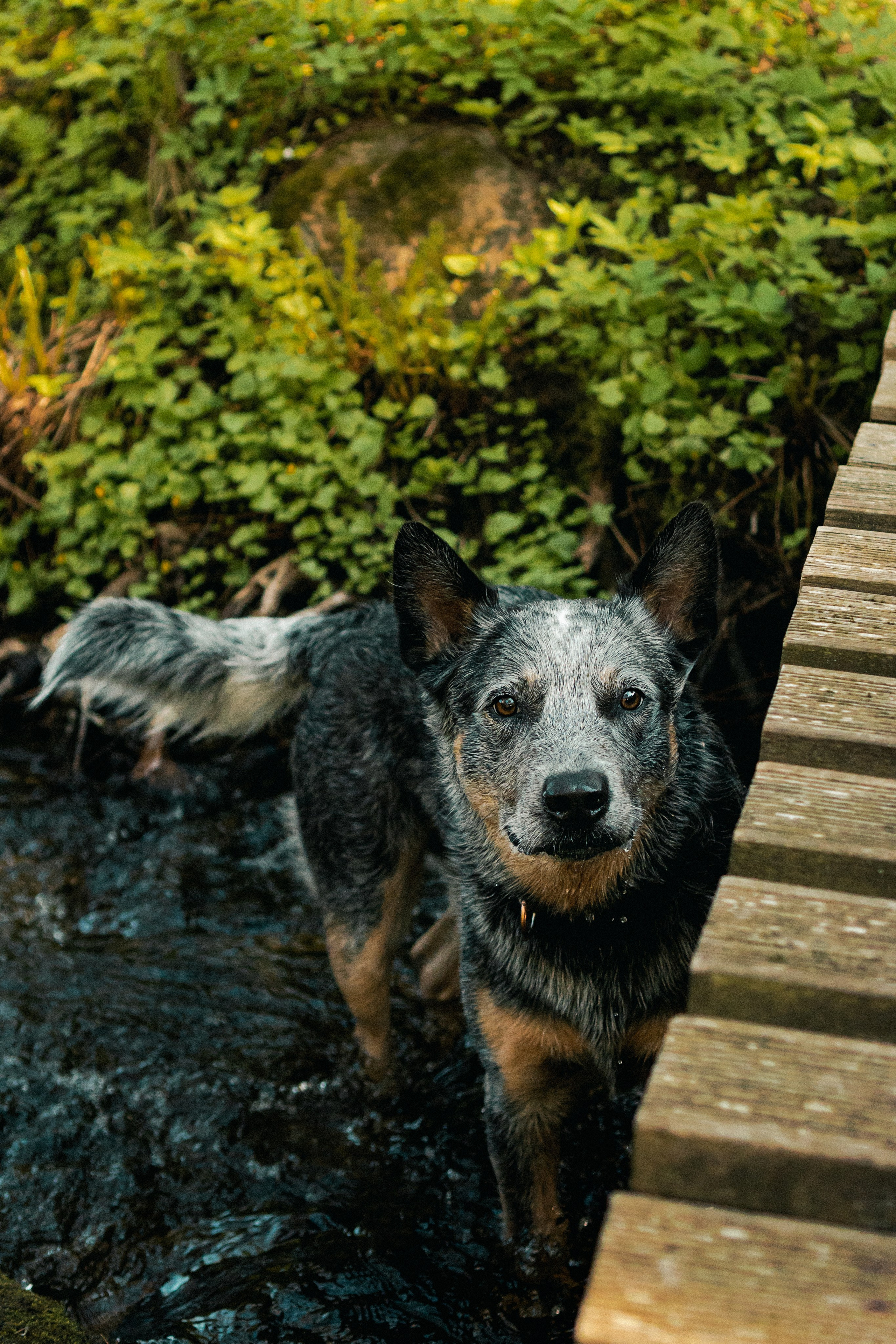 Oskar, Maria & Dmitrii. Kat Laisaar — Pet photographer in Tallinn