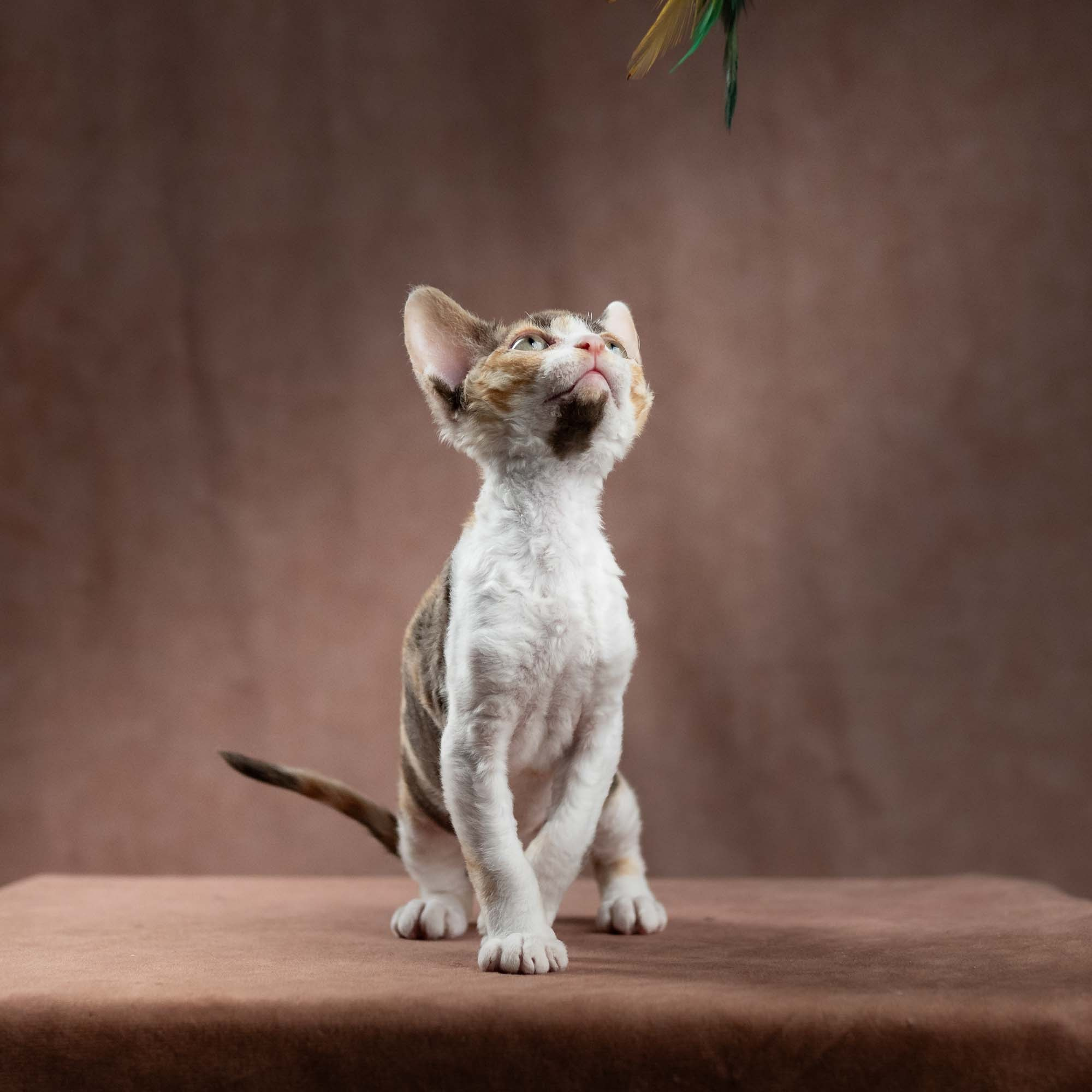 Dixie, girl, born on 06.06.24 SOLD. Devon Rex Pixie Cattery