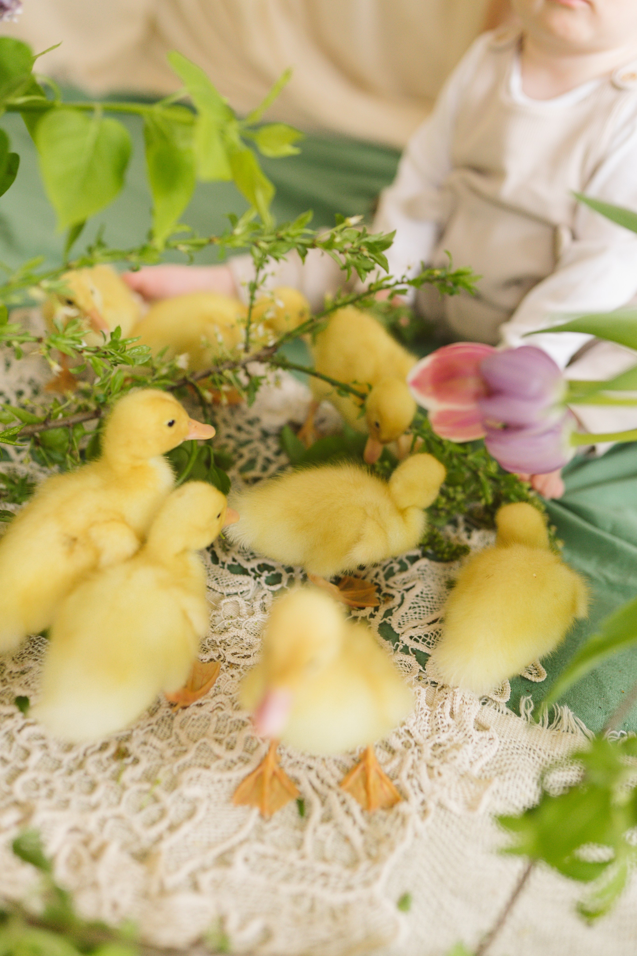 Ședințe Foto de Paște Brașov: Gălbenuș | Mădălina Beda. Madalina Beda- Artist vizual, fotograf, doula la nastere, consultant babywearing Brasov si in toata tara