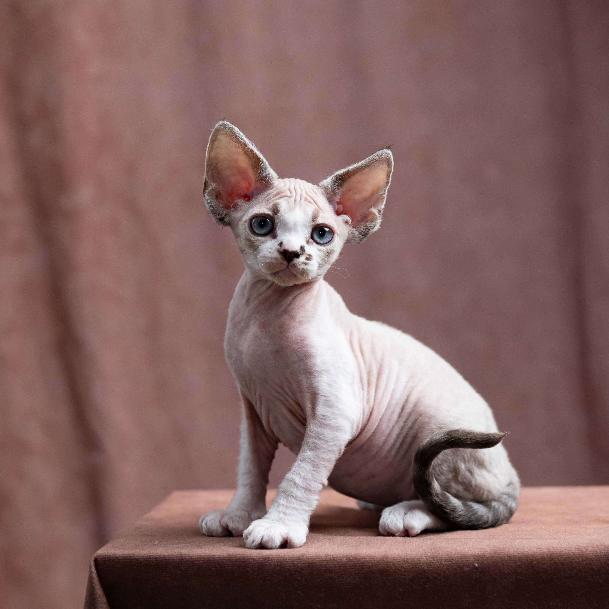 Frank, boy, born on 01.01.25. Devon Rex Pixie Cattery