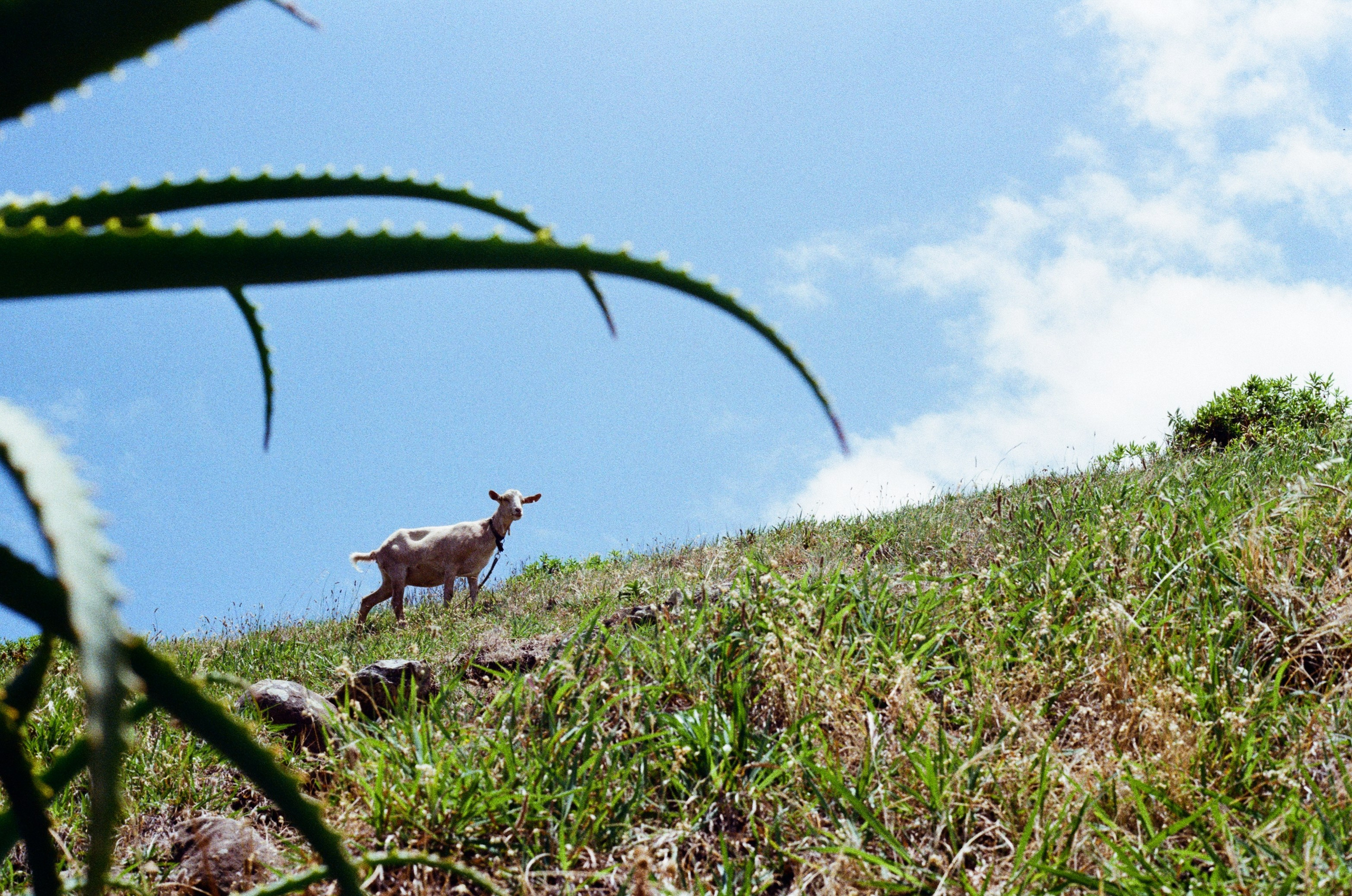 Madeira on film. Portrait photographer in Madeira — Marina Shtukina