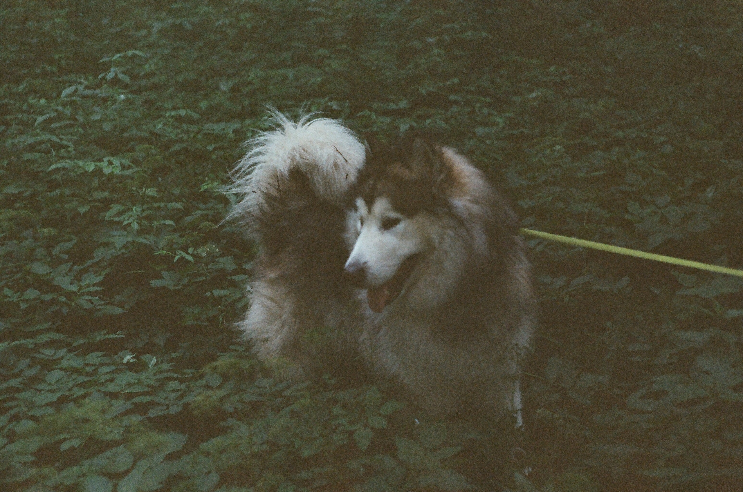 Animals. Elena Zykova film photographer in London