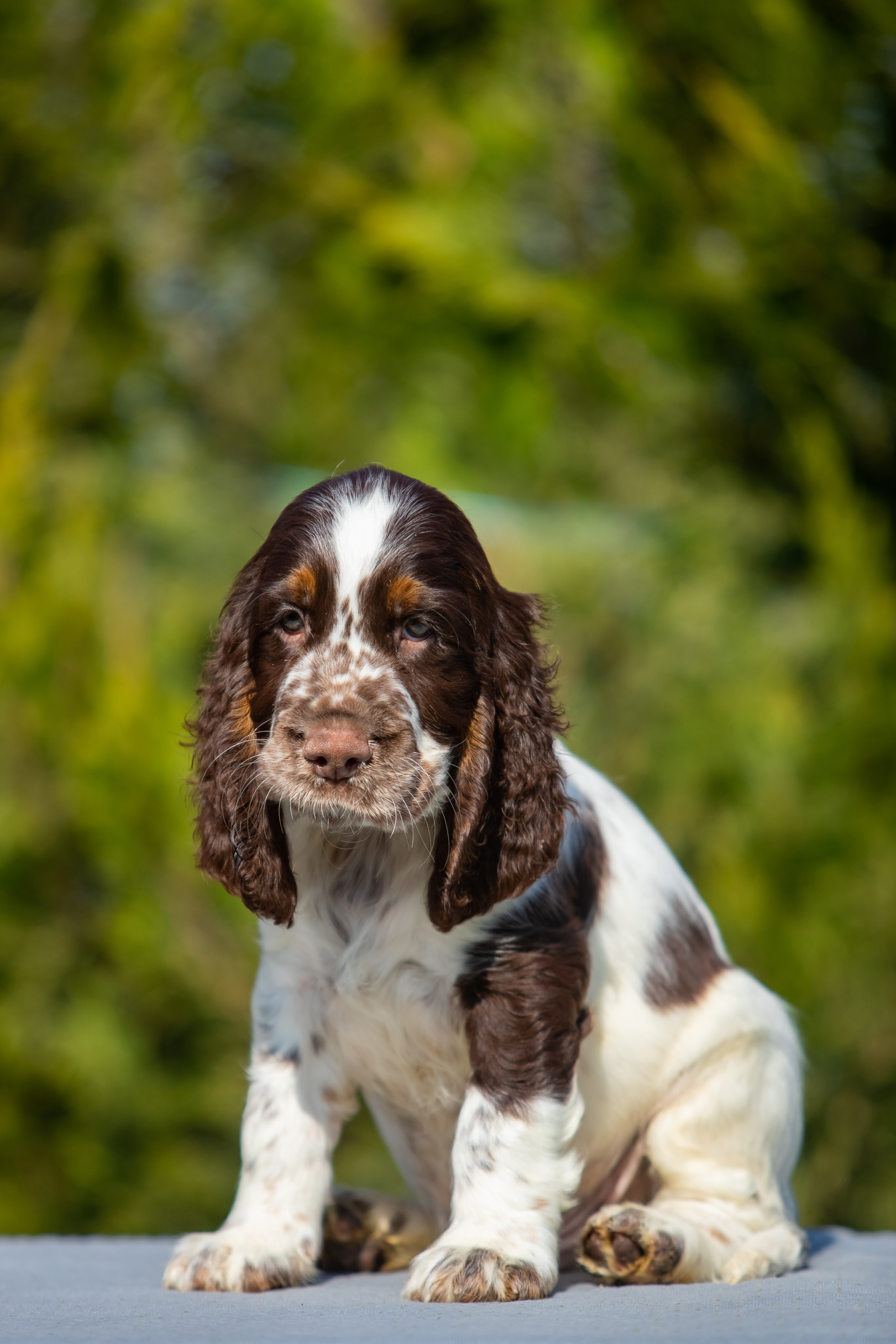 Male — Yellow collar 💛. Website of the titled stud dog of the Springer Spaniel breed