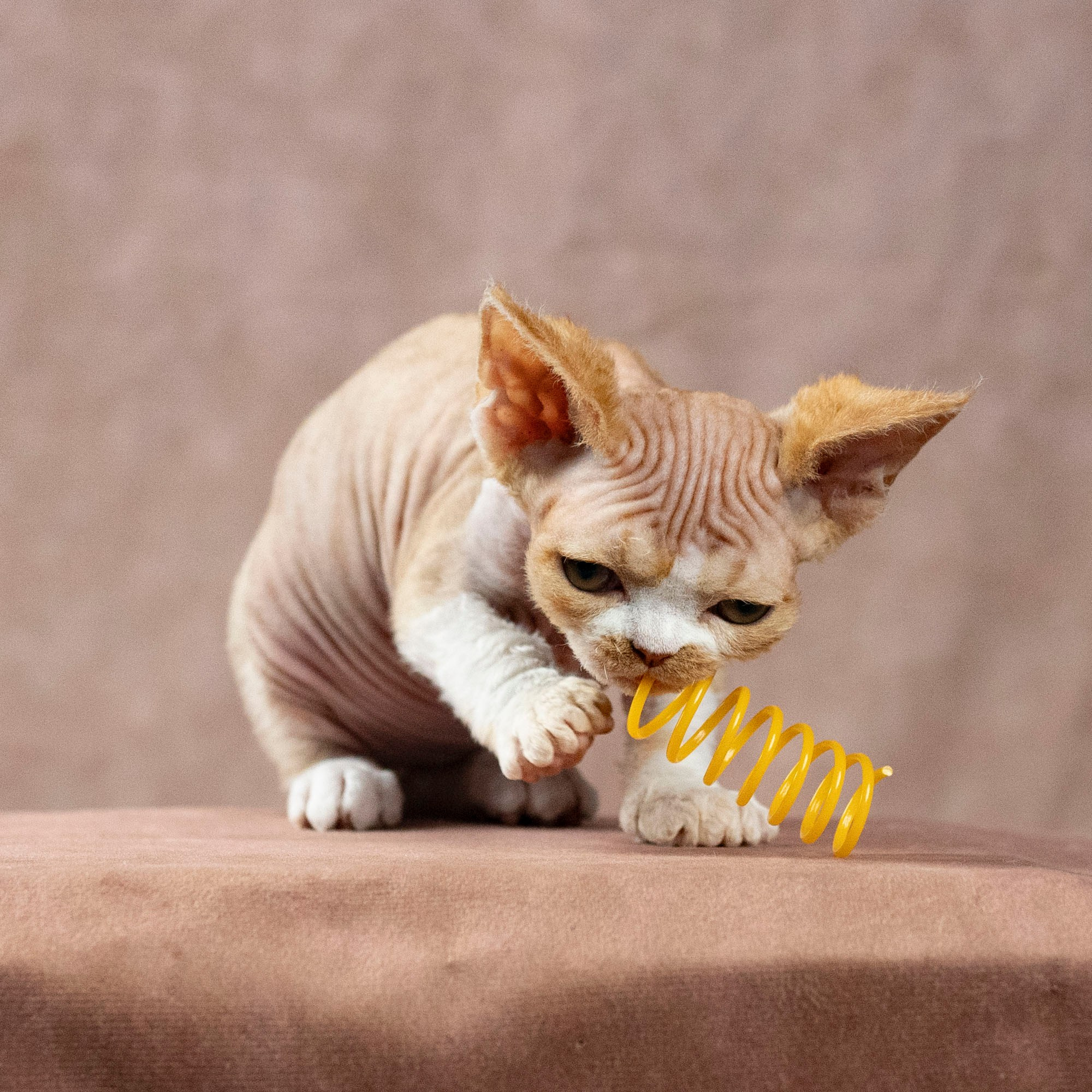 Dobby, boy. Devon Rex Pixie Cattery