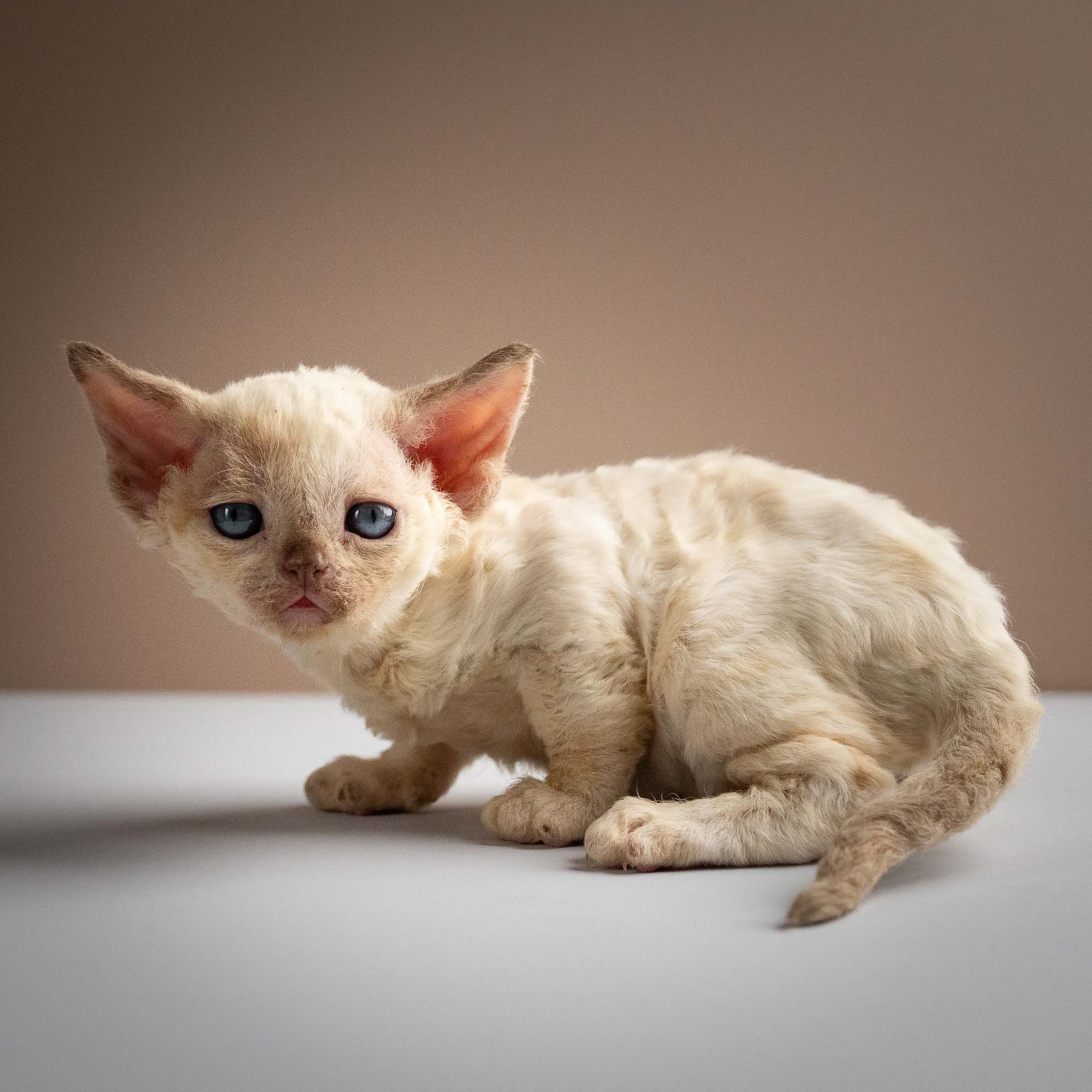 Rosalie,  girl, born 05.08.26. Devon Rex Pixie Cattery