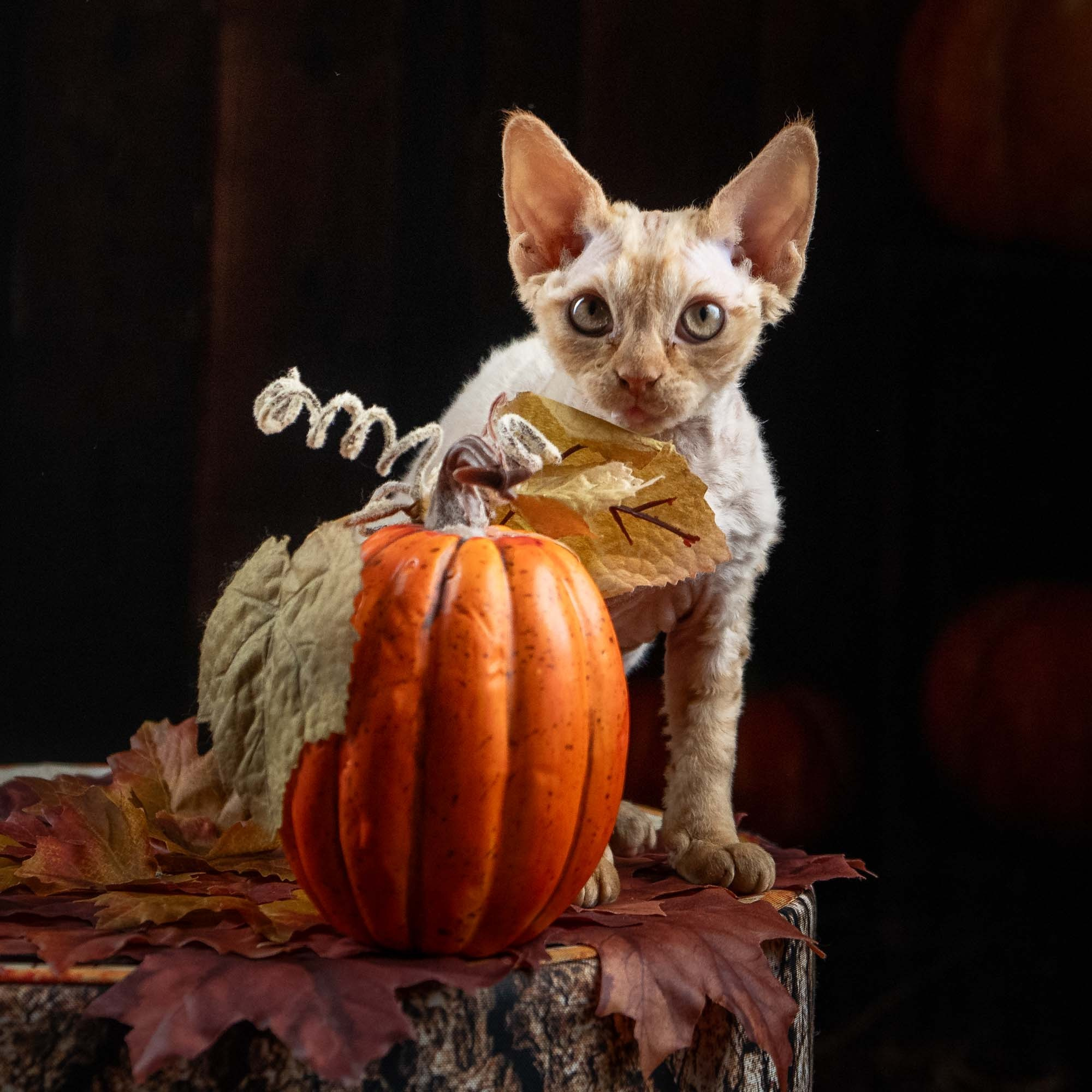 Dorito, boy, born on 06.06.24 SOLD. Devon Rex Pixie Cattery