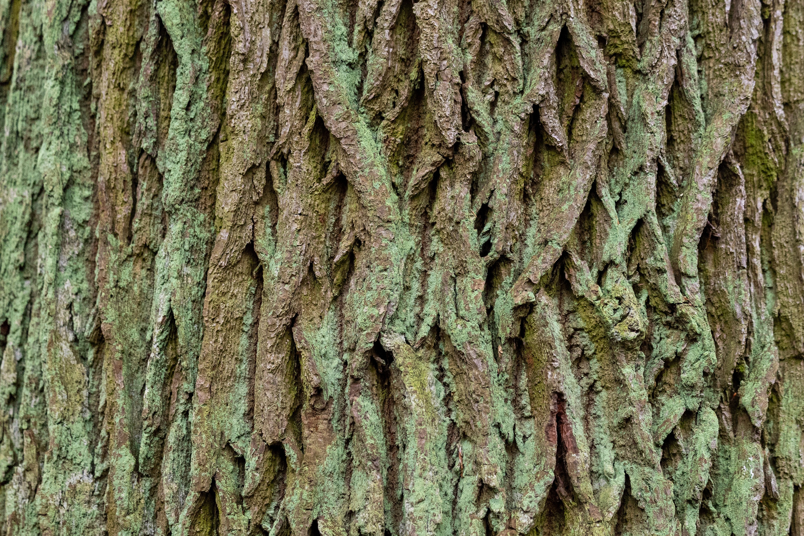 Forår. Fotograf Aarhus | Portrætfoto Århus | Flotte billeder