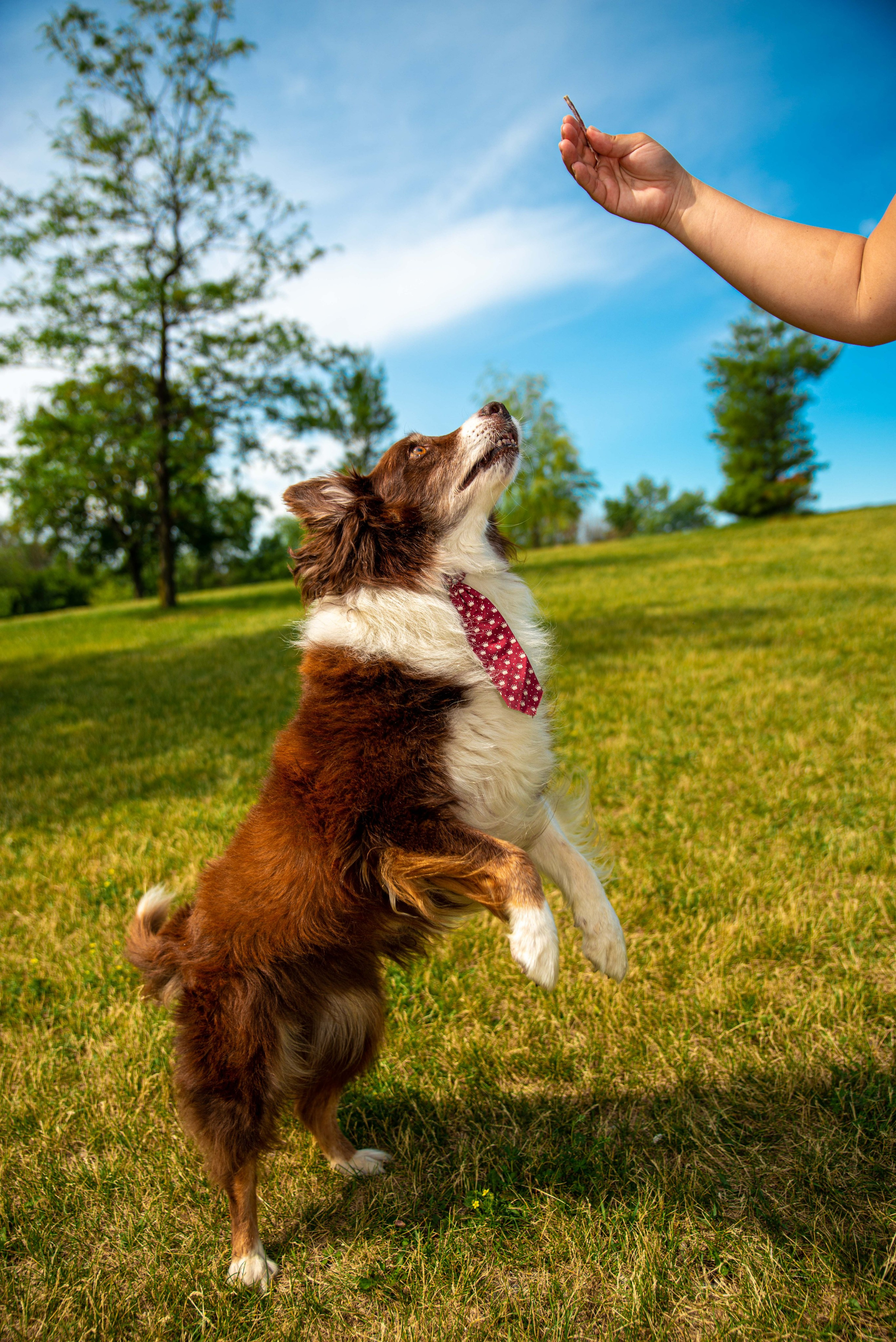 Baloo (Montreal QC). Carlos Lima Photography — Photographer in Calgary
