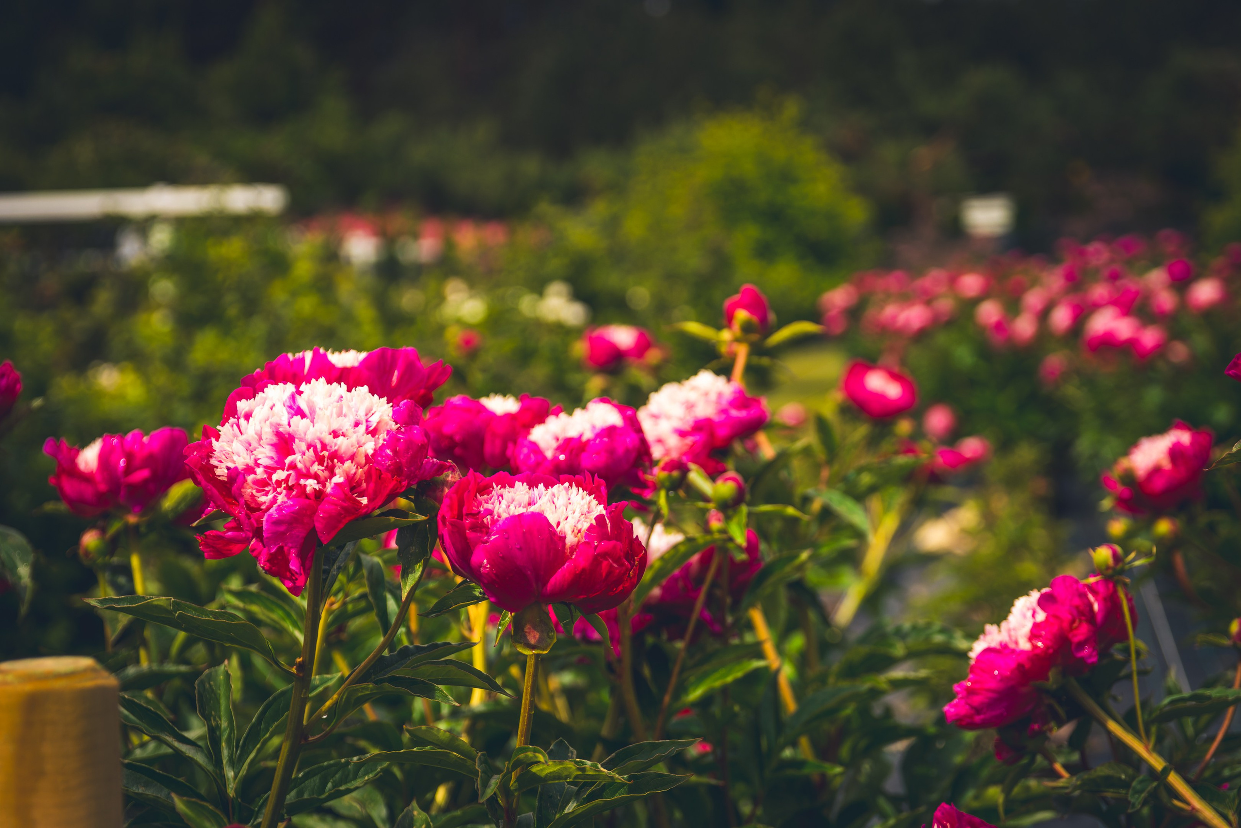 Saarema, reis. Nebula 25 — Fotod teie hingele