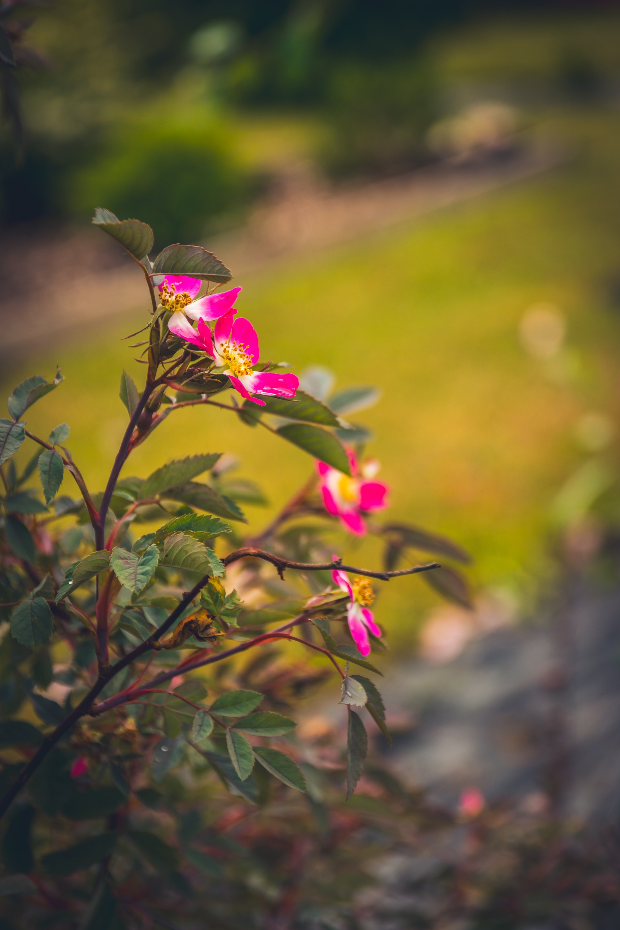 Saarema, reis. Nebula 25 — Fotod teie hingele