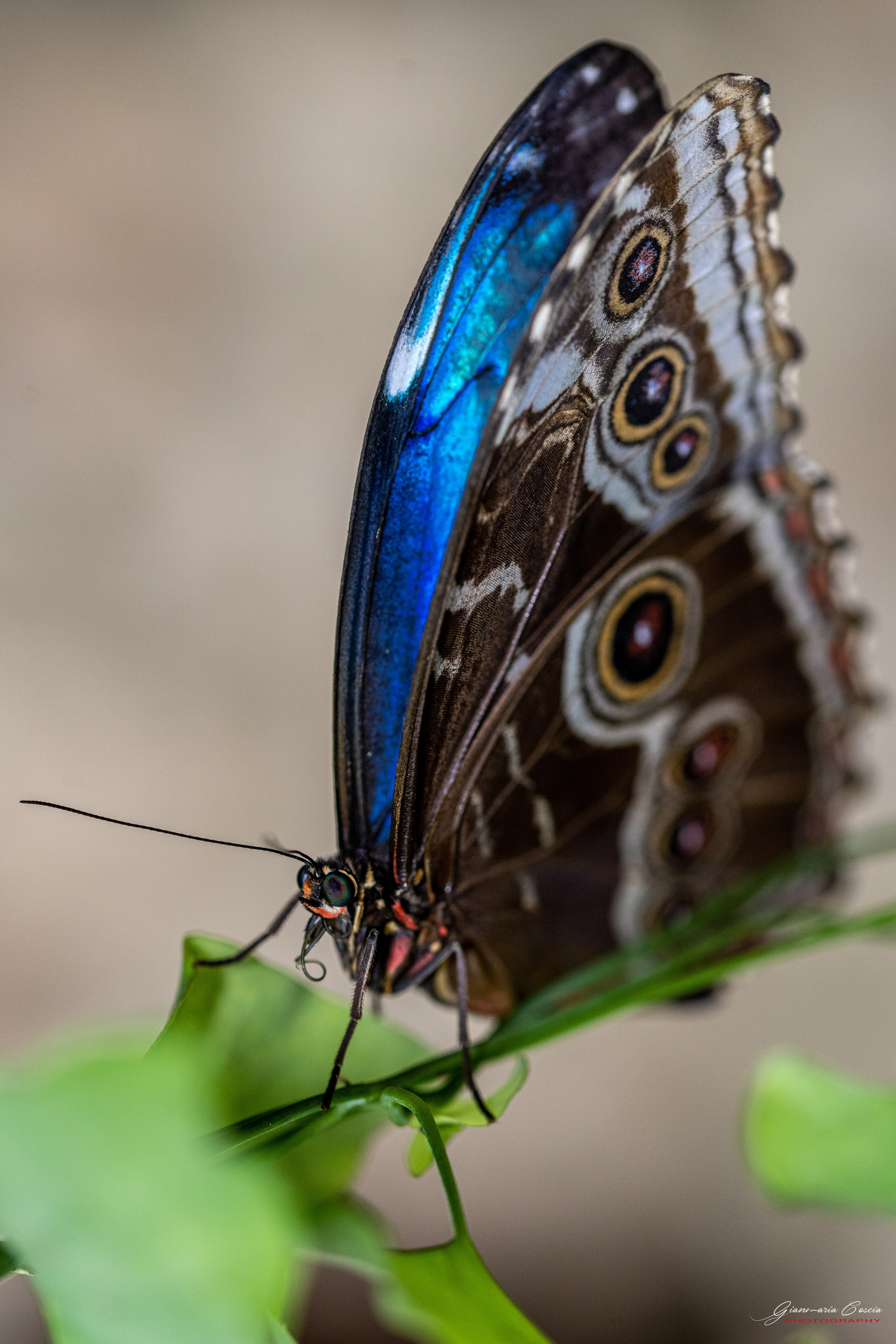 Farfalle. “Gianmaria Coscia fotografo per passione”