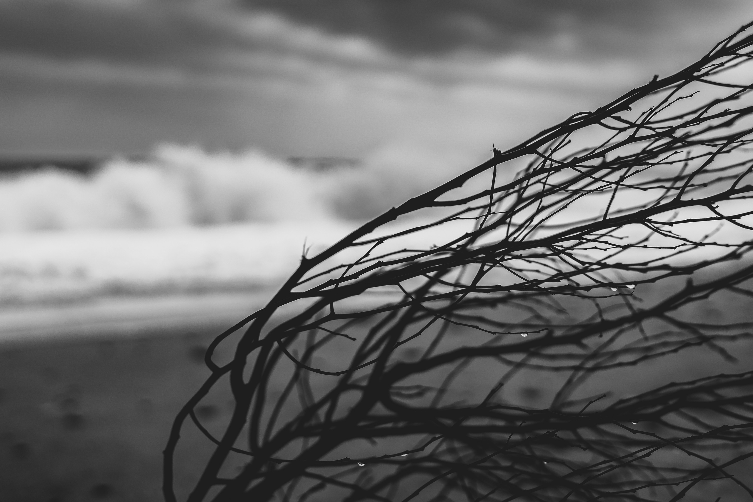 Naturalistica. Frank Prochilo Photography