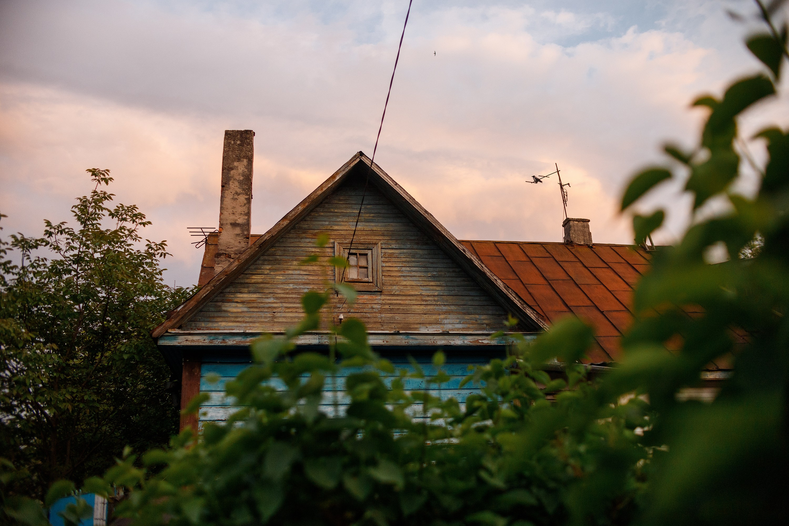 Grodno. Kaja | fotograf we Wrocławiu | ludzie i psy