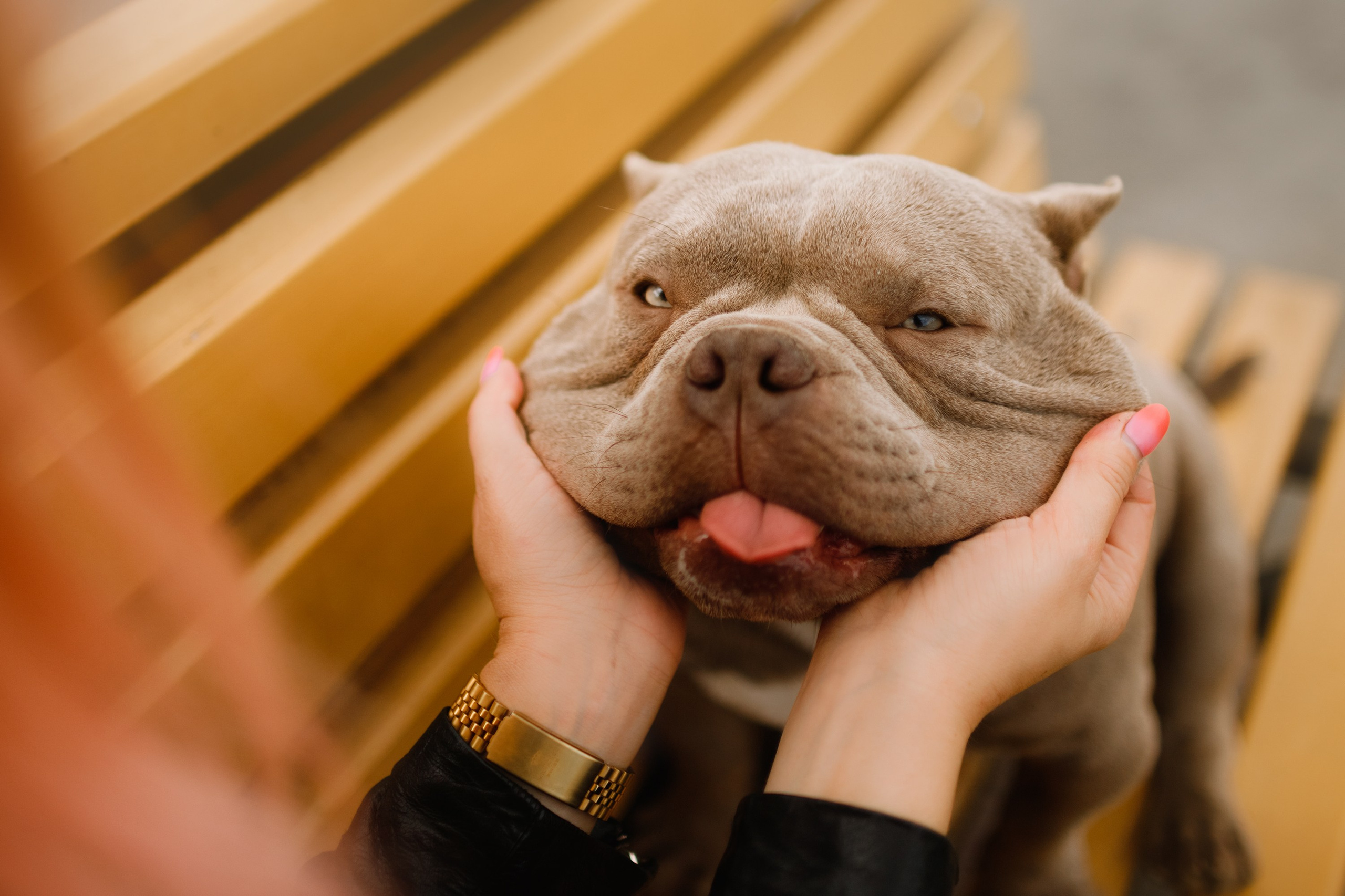 Alesya & her bullies. Kaja | fotograf we Wrocławiu | ludzie i psy