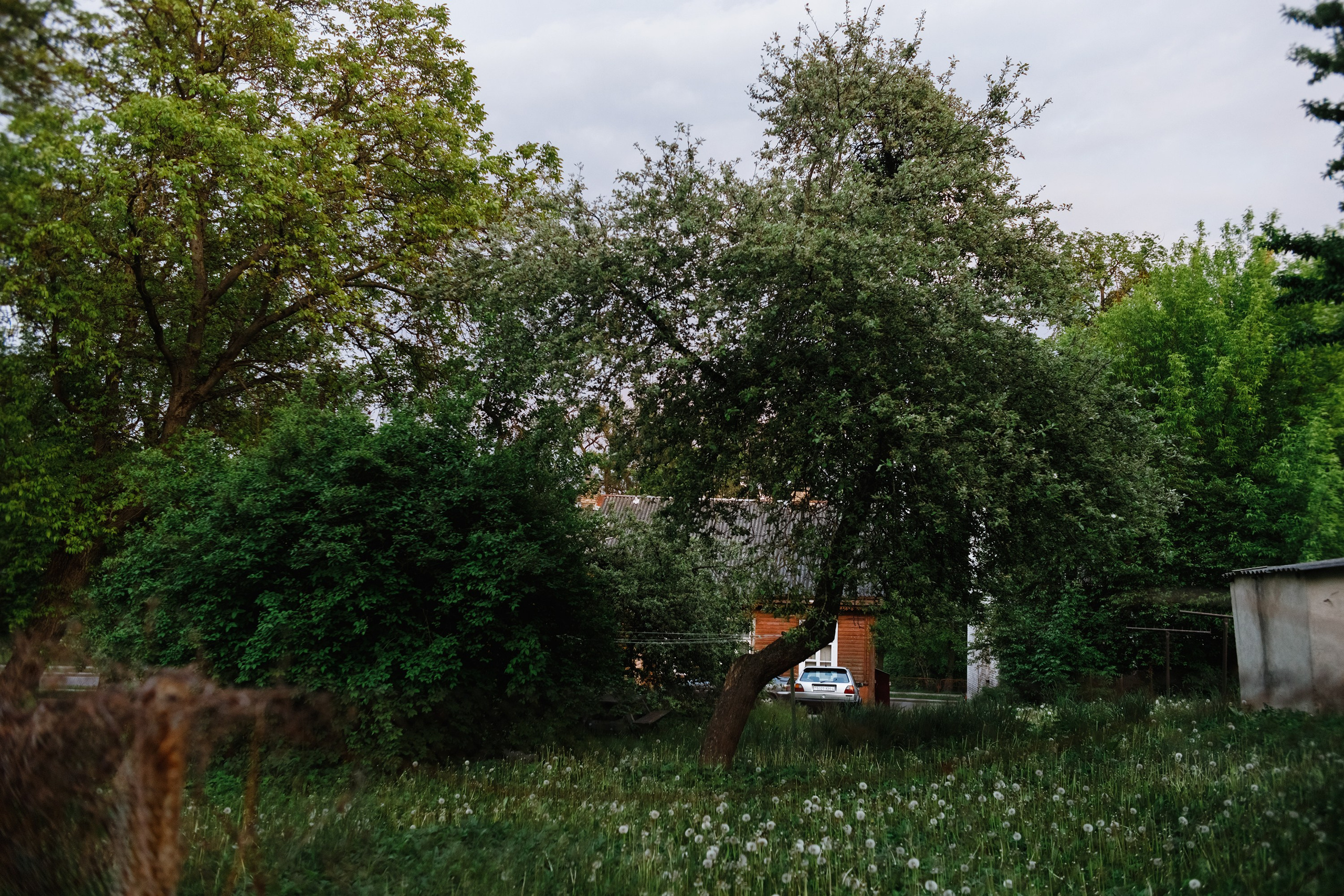 Grodno. Kaja | fotograf we Wrocławiu | ludzie i psy