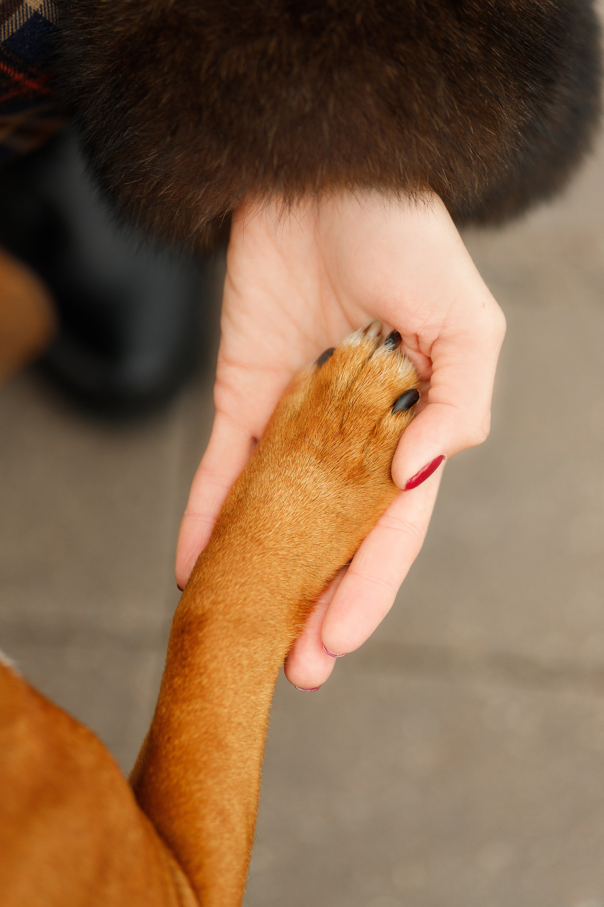 Autumn photo day for dog handler. Kaja | fotograf we Wrocławiu | ludzie i psy