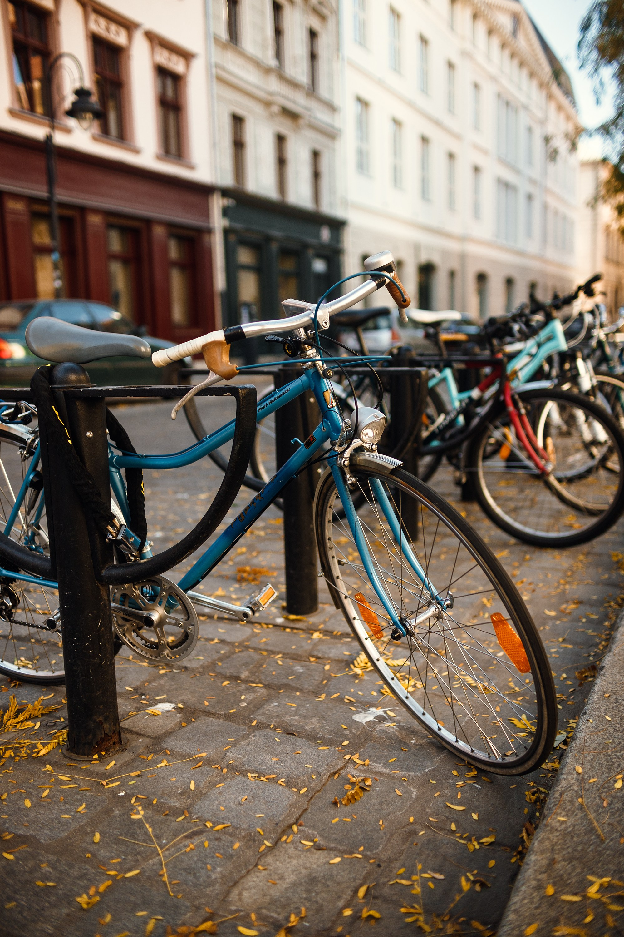 Wroclaw | the best ones. Kaja | fotograf psów we Wrocławiu