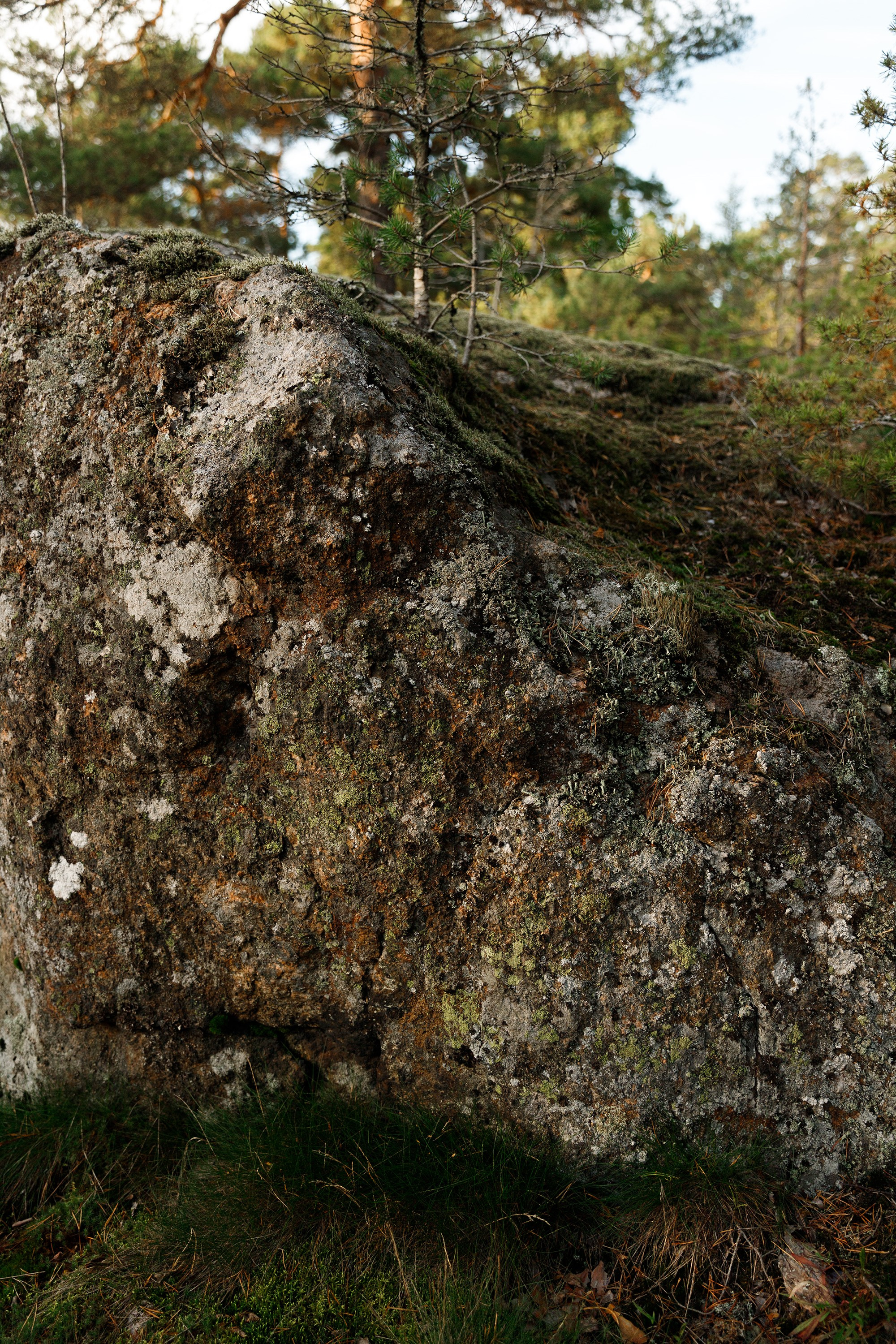 Turku. Kaja | fotograf psów we Wrocławiu