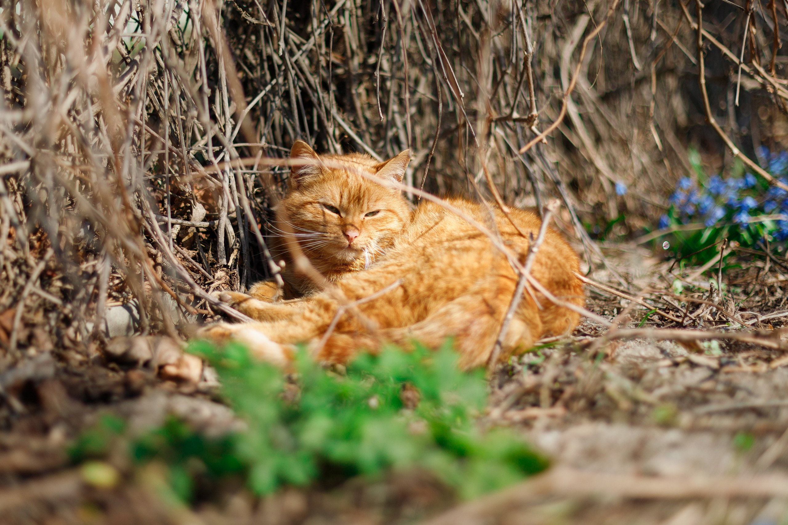 Psychologist blog content. Kaja | fotograf we Wrocławiu | ludzie i psy