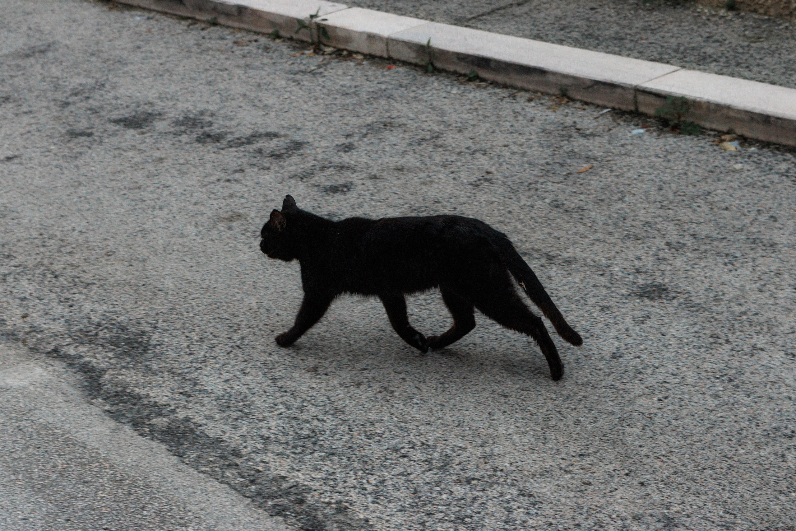Animals. Portrait and Street photographer in Vilnius Edgar Shaipunas