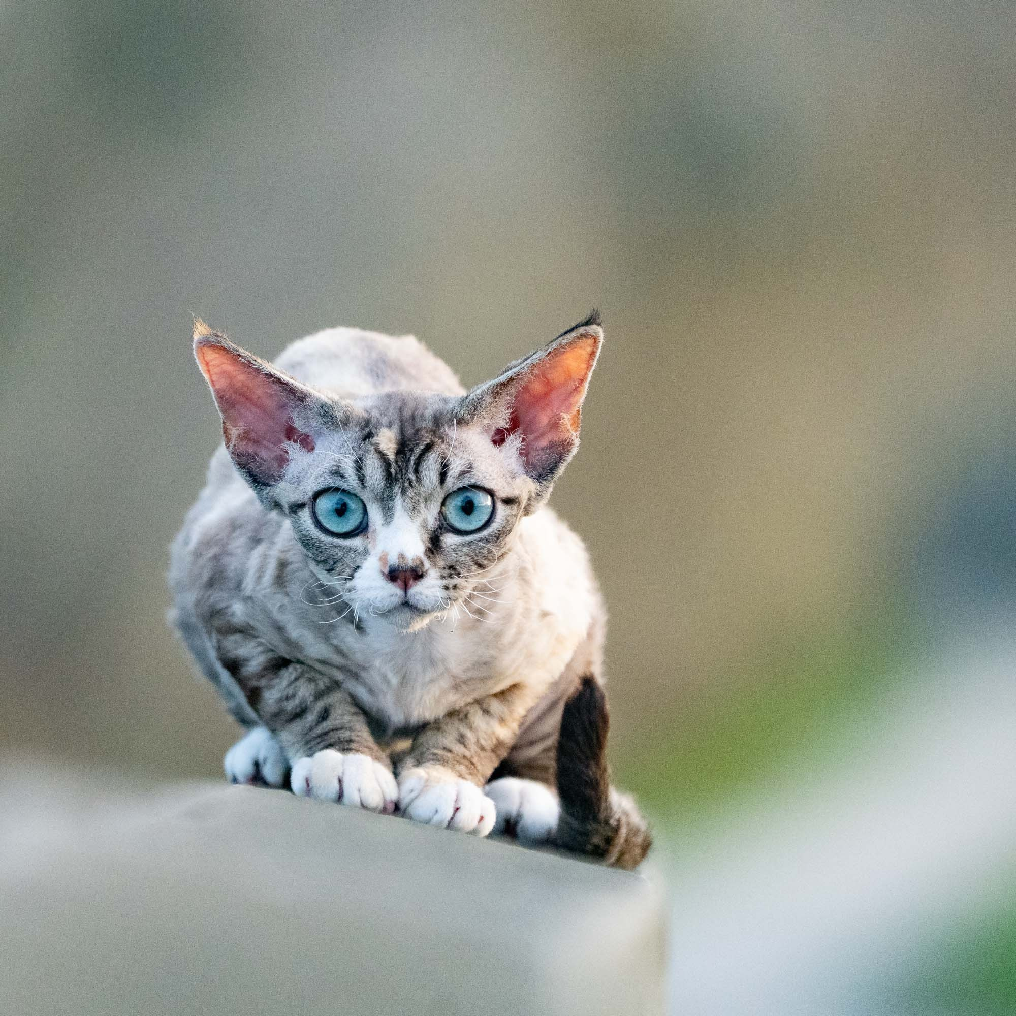 Kasia,  girl, born 07.02.2025. Devon Rex Pixie Cattery