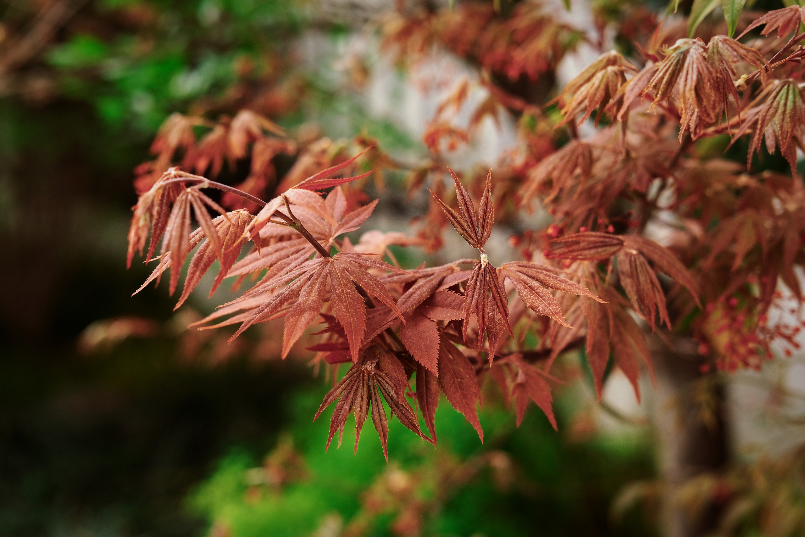 Shanghai Street Photography Tour [2026] 🇨🇳. 中国街头摄影 | The Streets of China Through My Eyes | 深圳