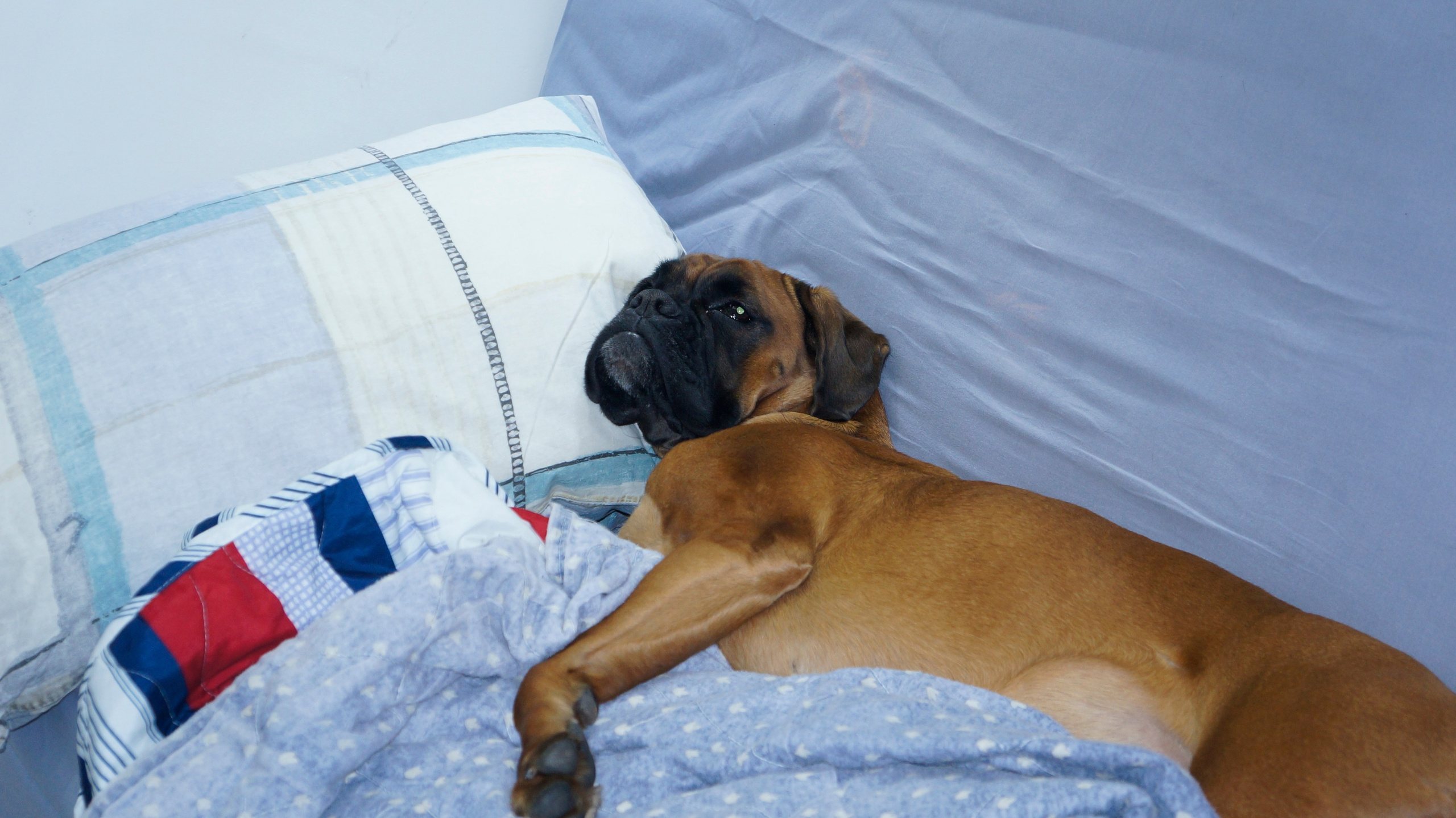 My ״Star״ Boxer Dog